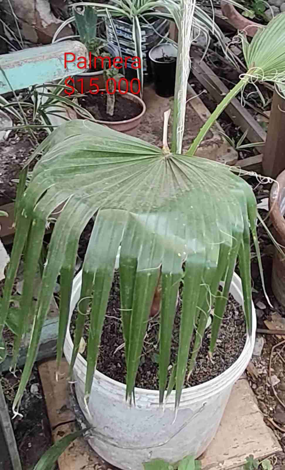 Plantas de interior interior y jardín - miniatura 2