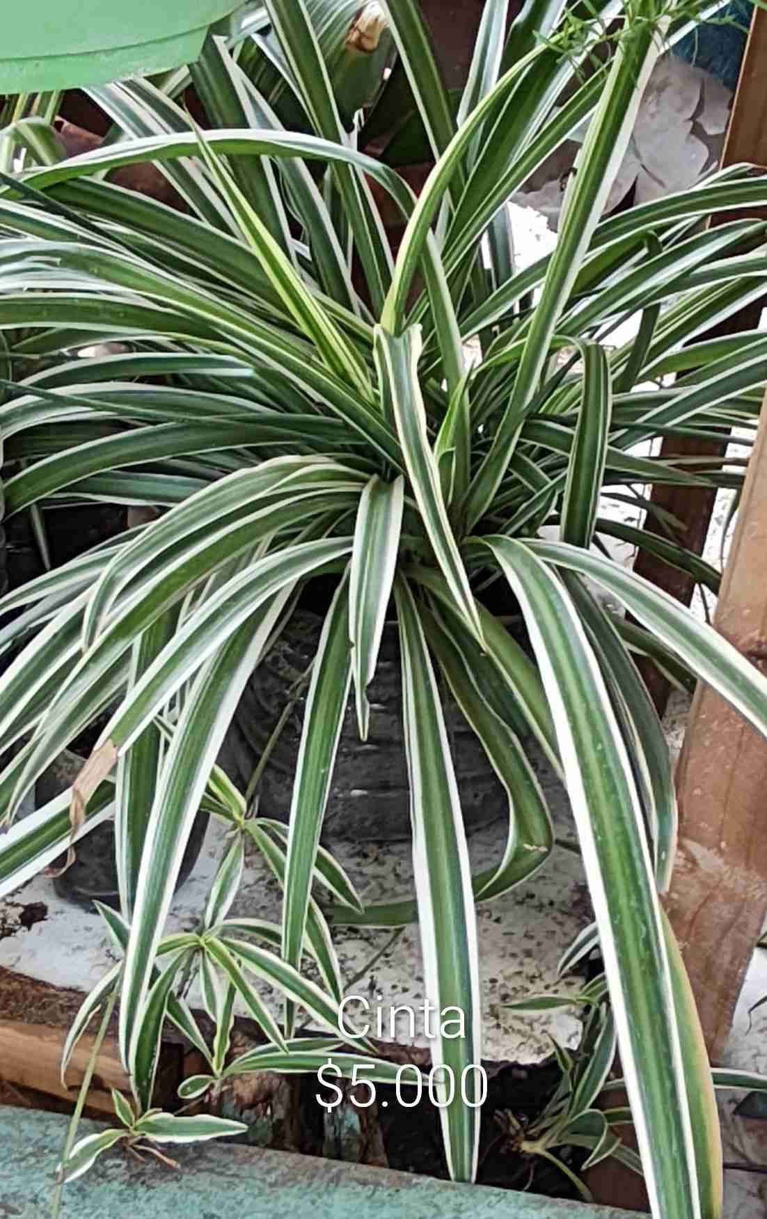 Plantas de interior interior y jardín - miniatura 3