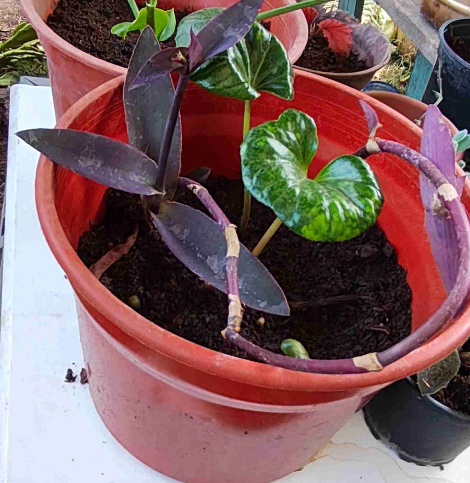 Plantas de interior interior y jardín - miniatura 4