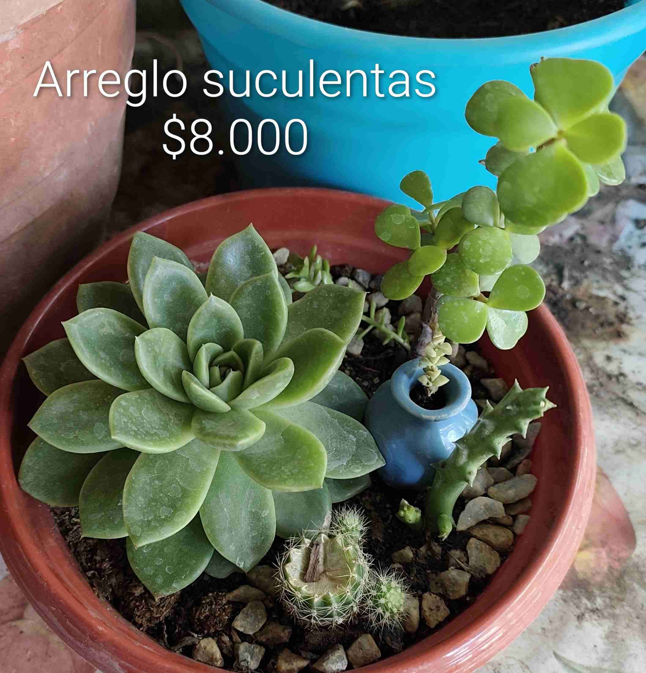 Plantas de interior interior y jardín - miniatura 5