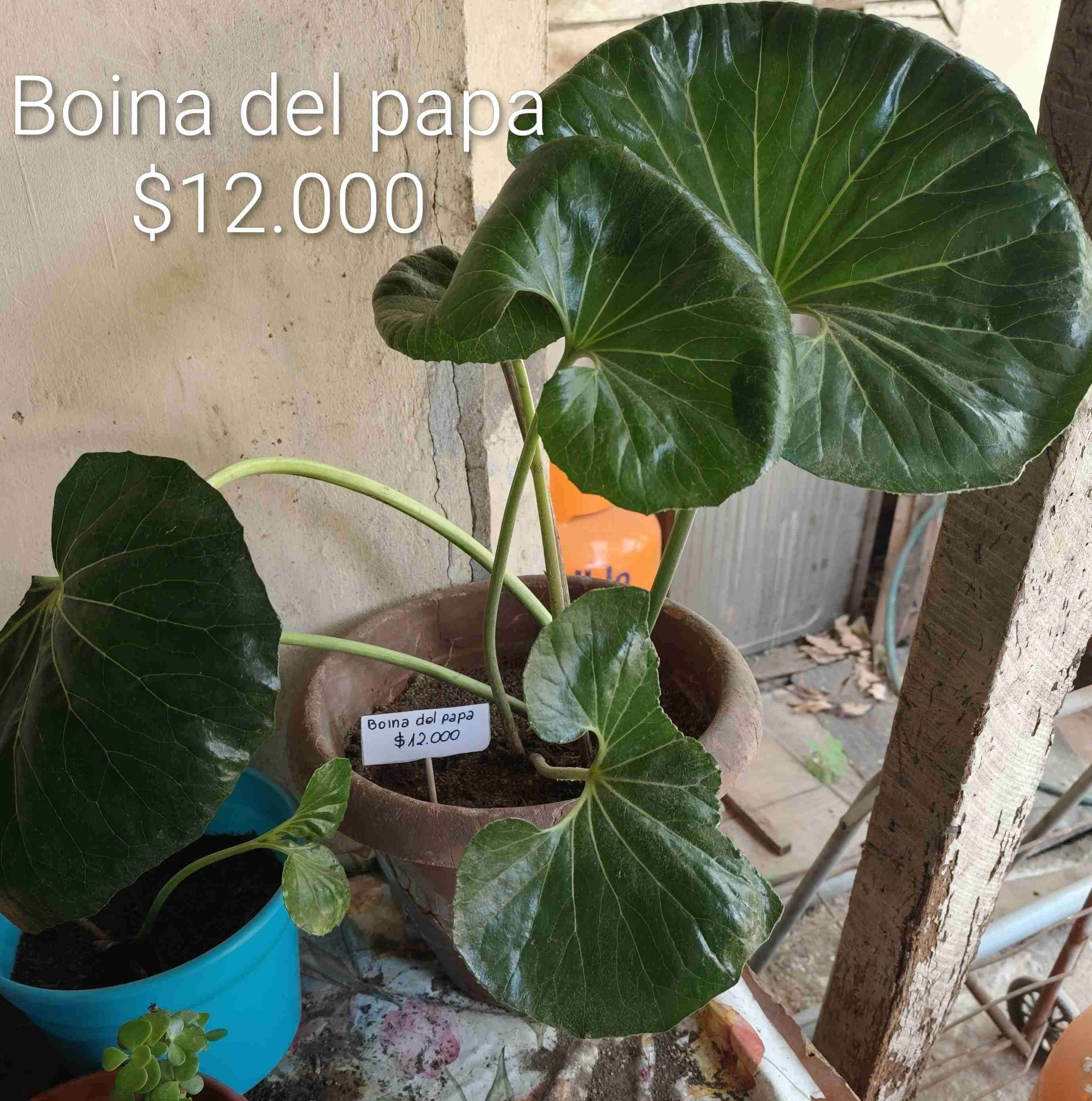 Plantas de interior interior y jardín - miniatura 6