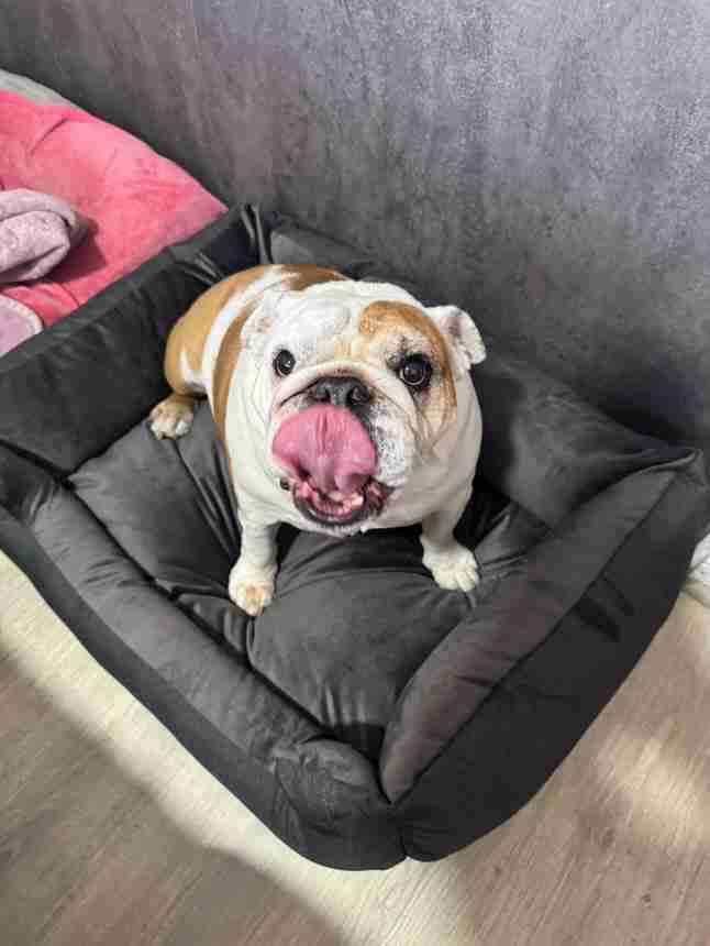 Cama para mascotas - miniatura 2