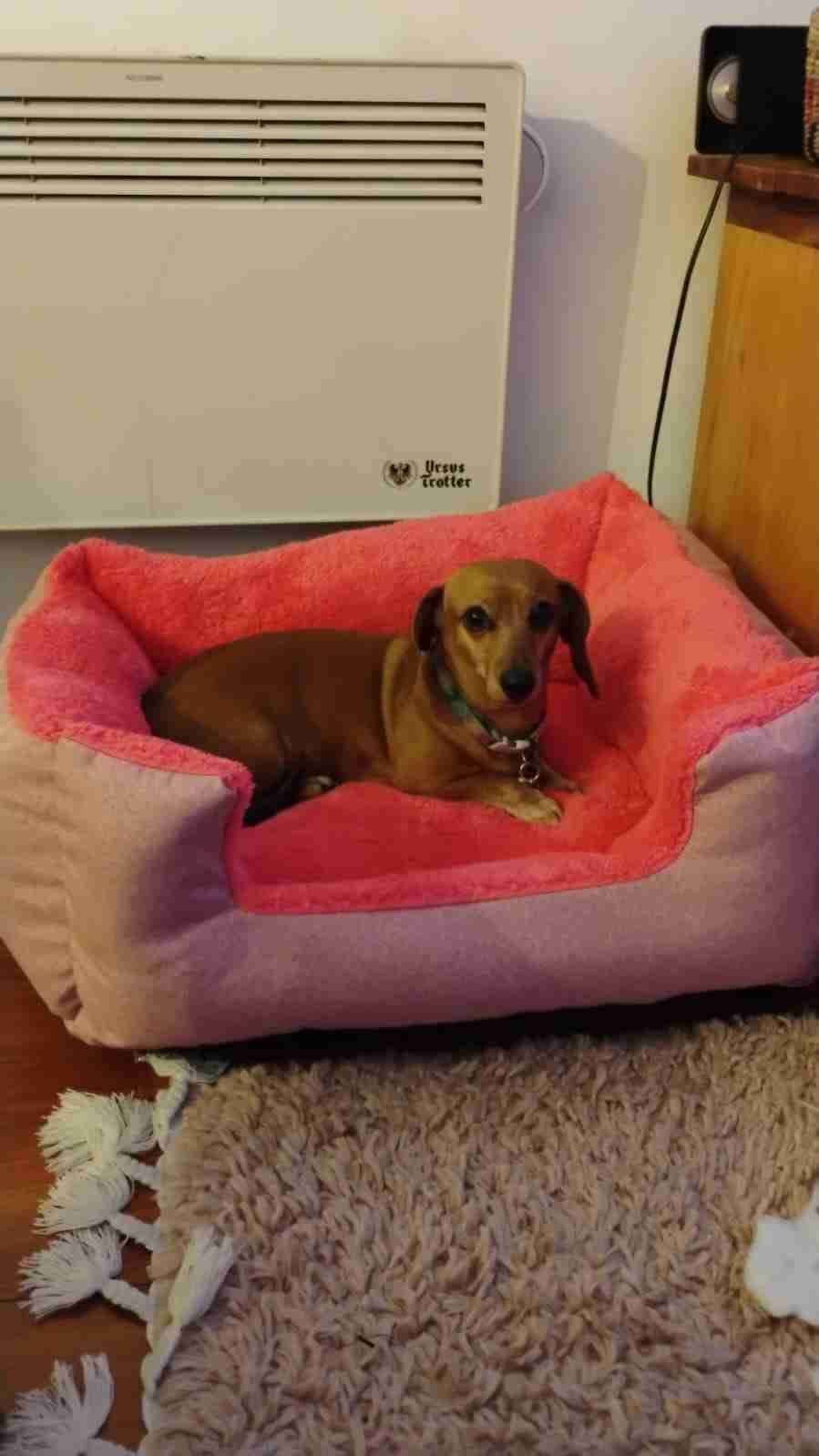 Cama para mascotas - miniatura 3