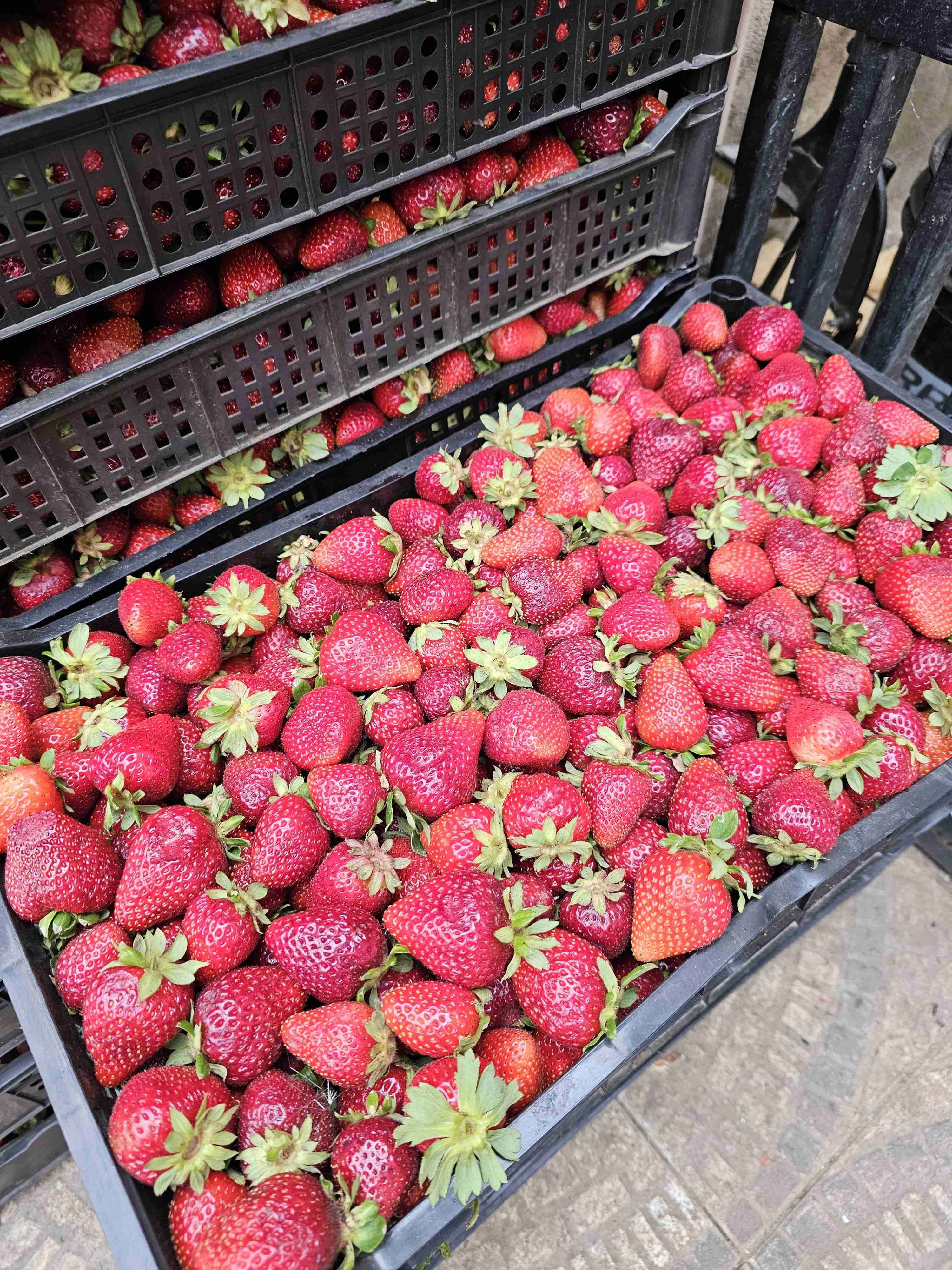 Cajas de frutillas frescas