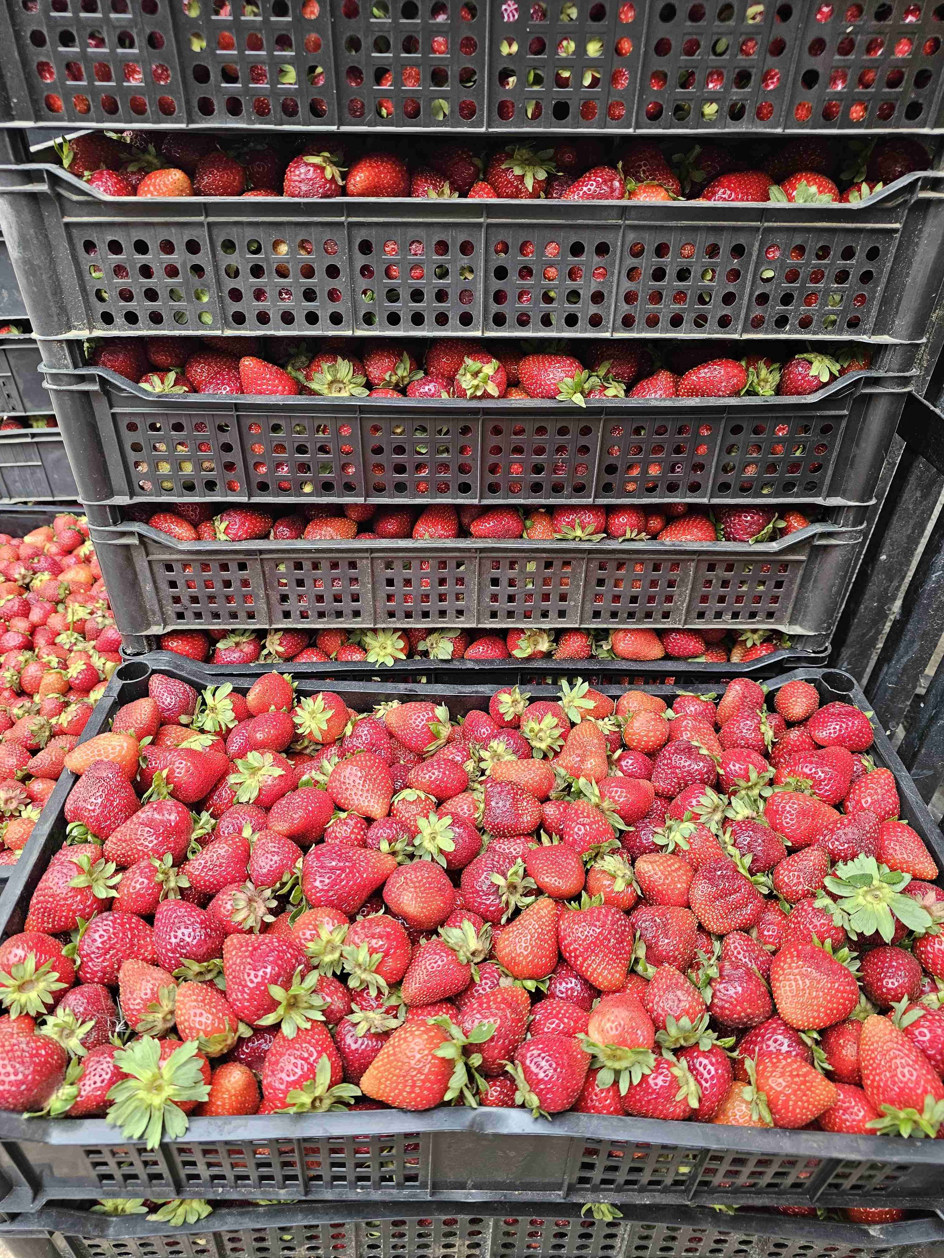 Cajas de frutillas frescas - 2