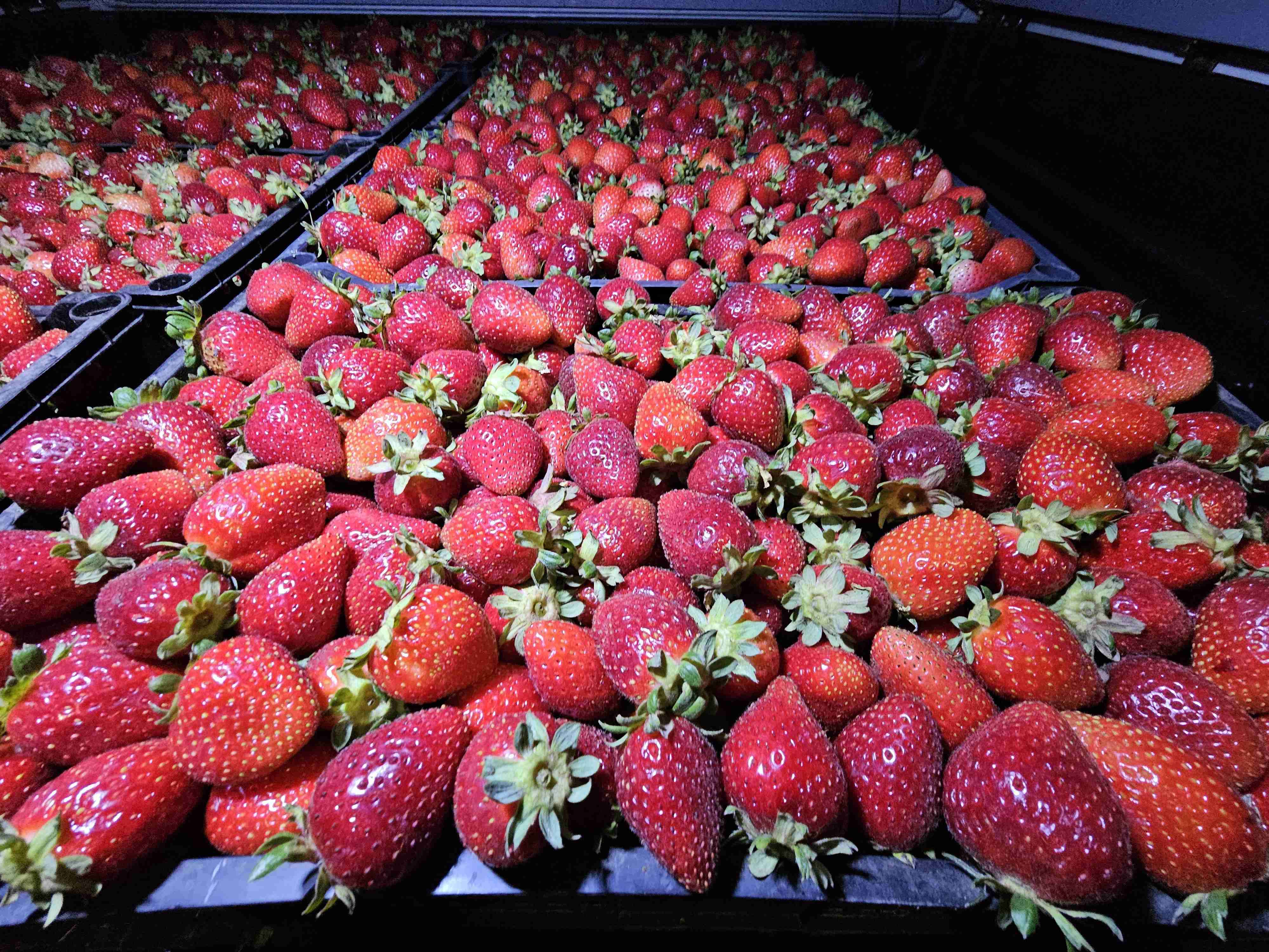 Cajas de frutillas frescas - 4