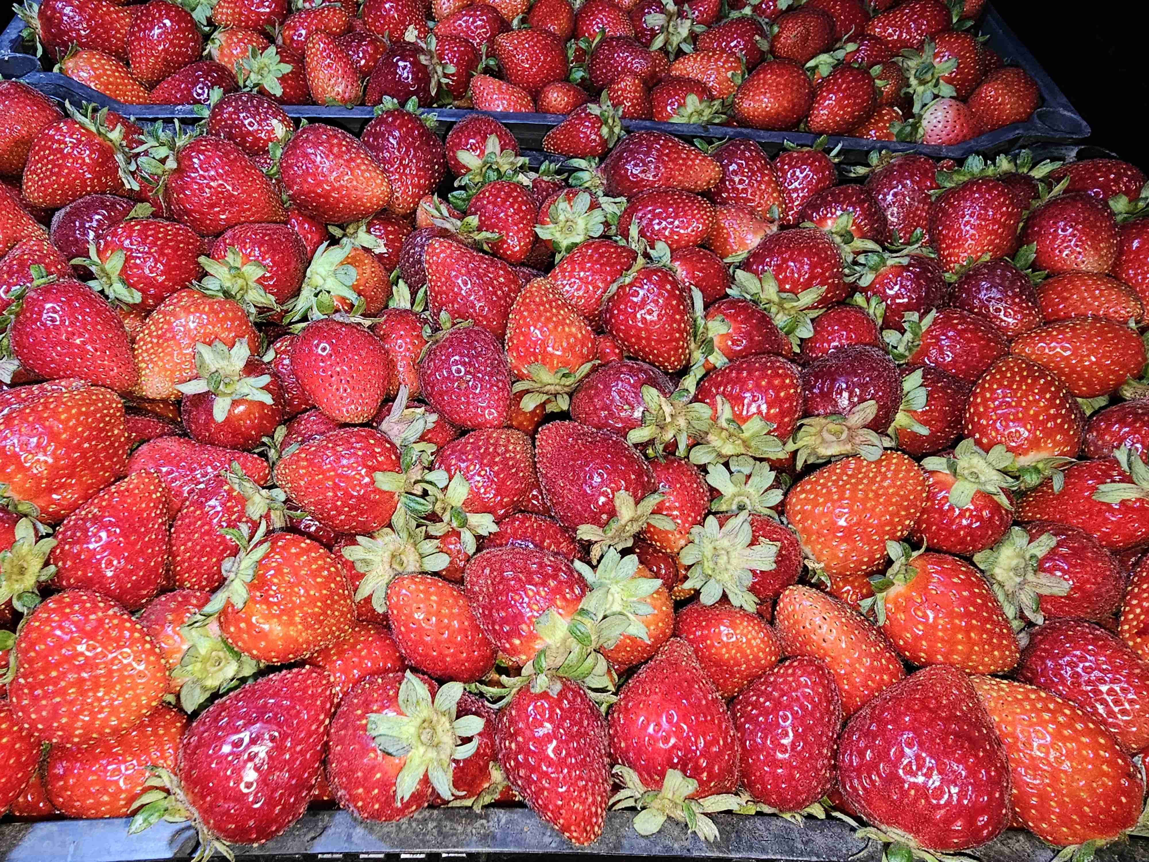 Cajas de frutillas frescas - 5