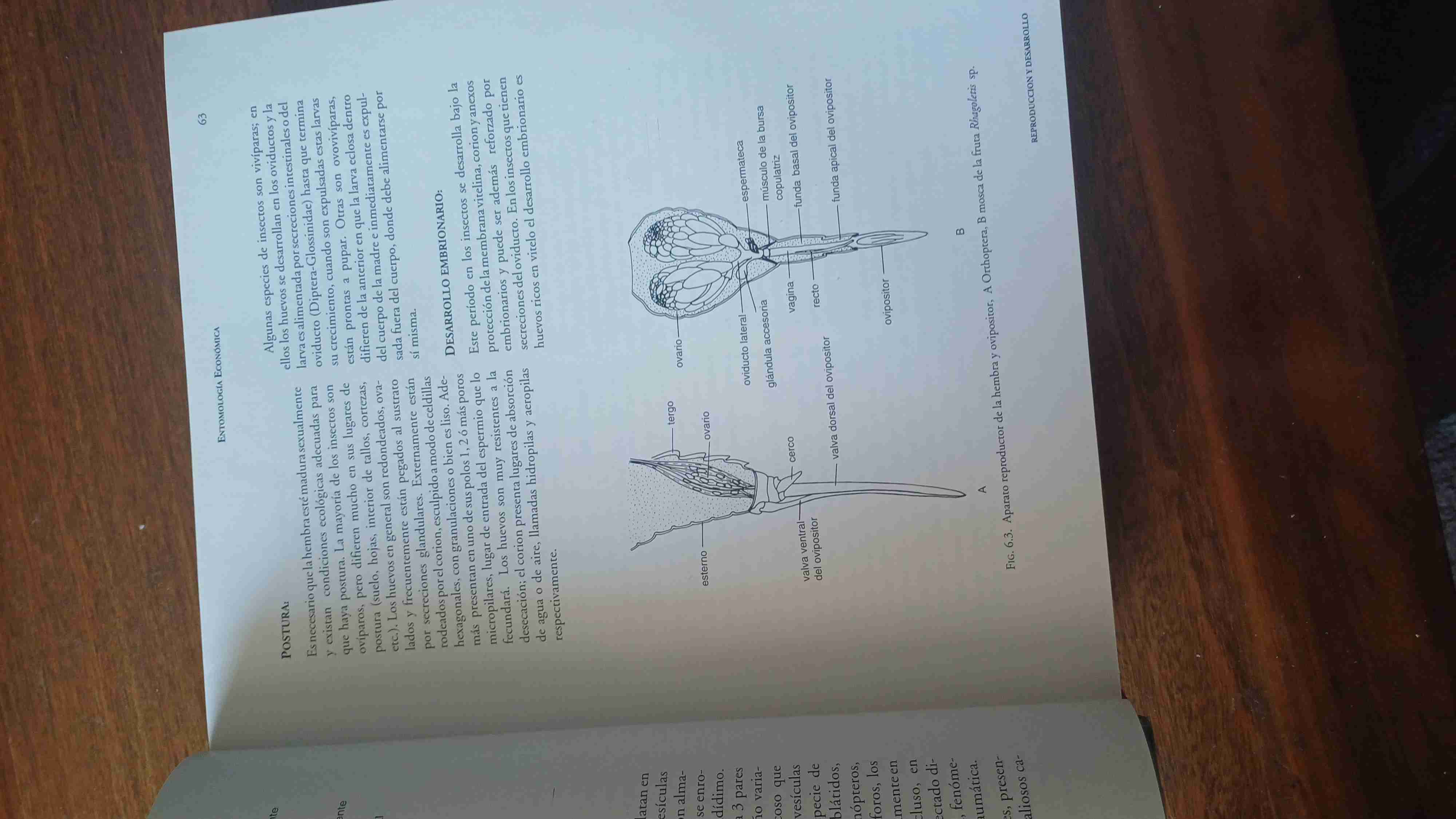 Libro Entomología Económica Vol. 1 - miniatura 5