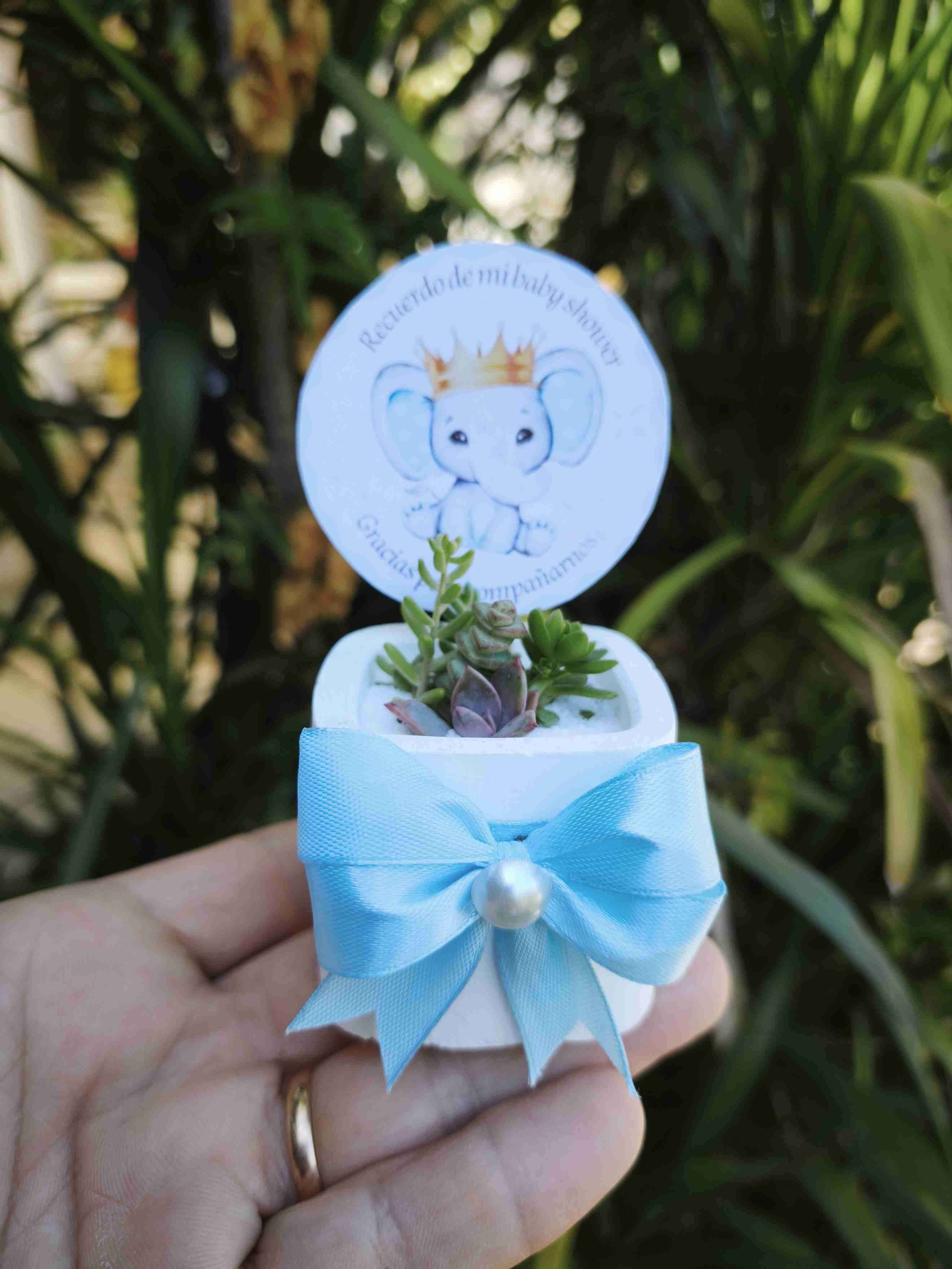 Suculentas en maceteros decorativos - miniatura 2