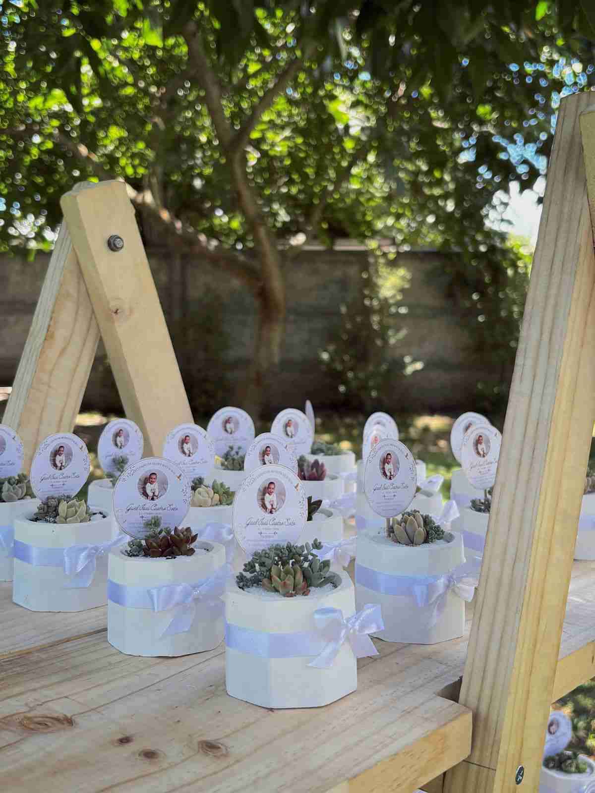 Suculentas en maceteros decorativos - miniatura 5