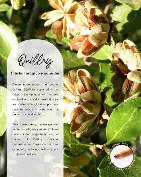 Cortezas de Quillay 3 Unidades - miniatura 3