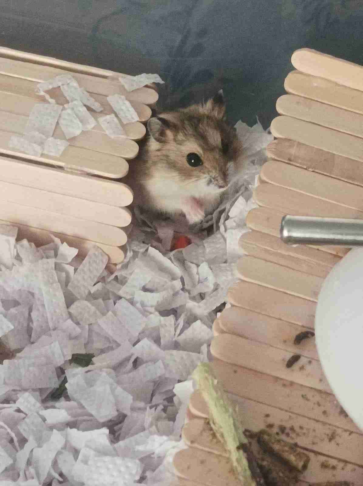 Jaula con sustrato para mascotas - miniatura 2