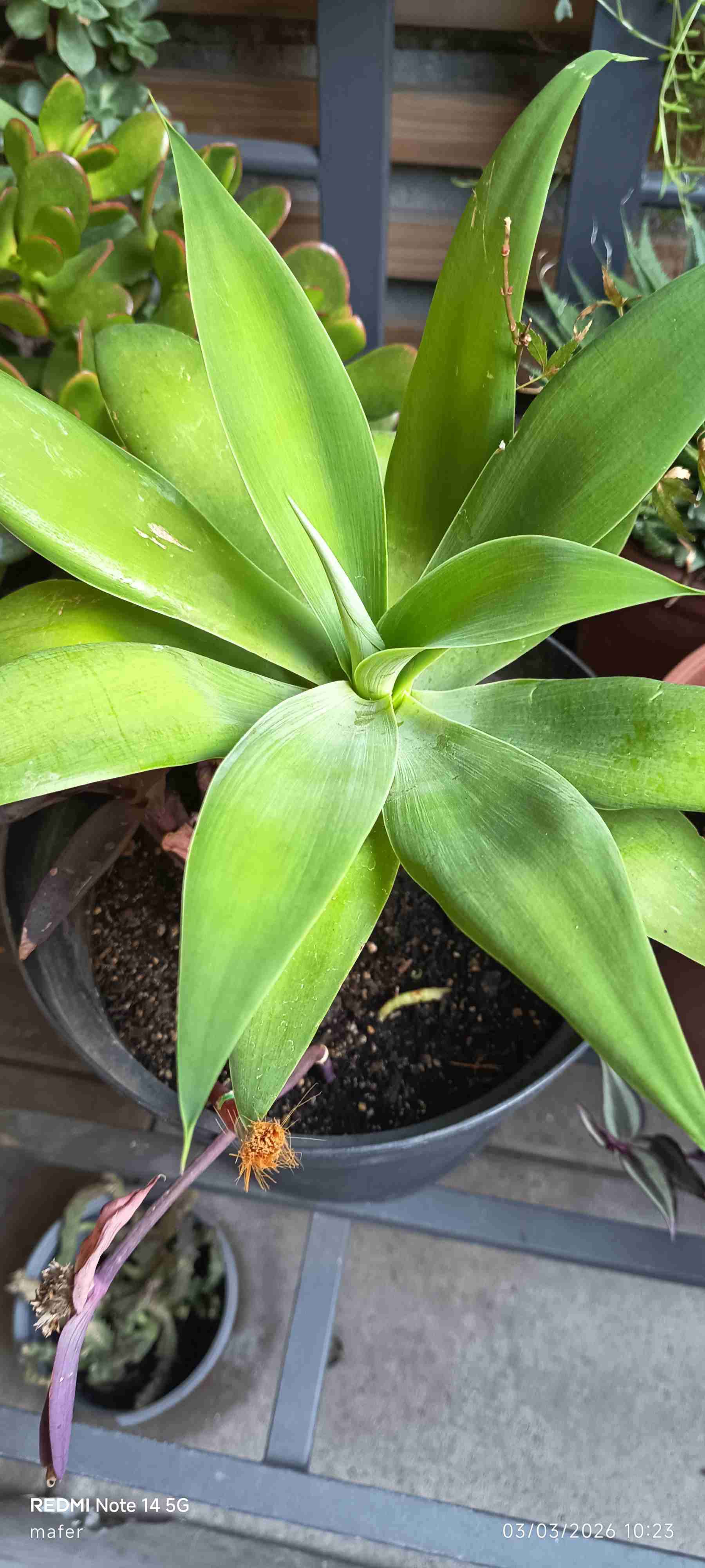 Planta suculenta en macevariedad de plantata negra