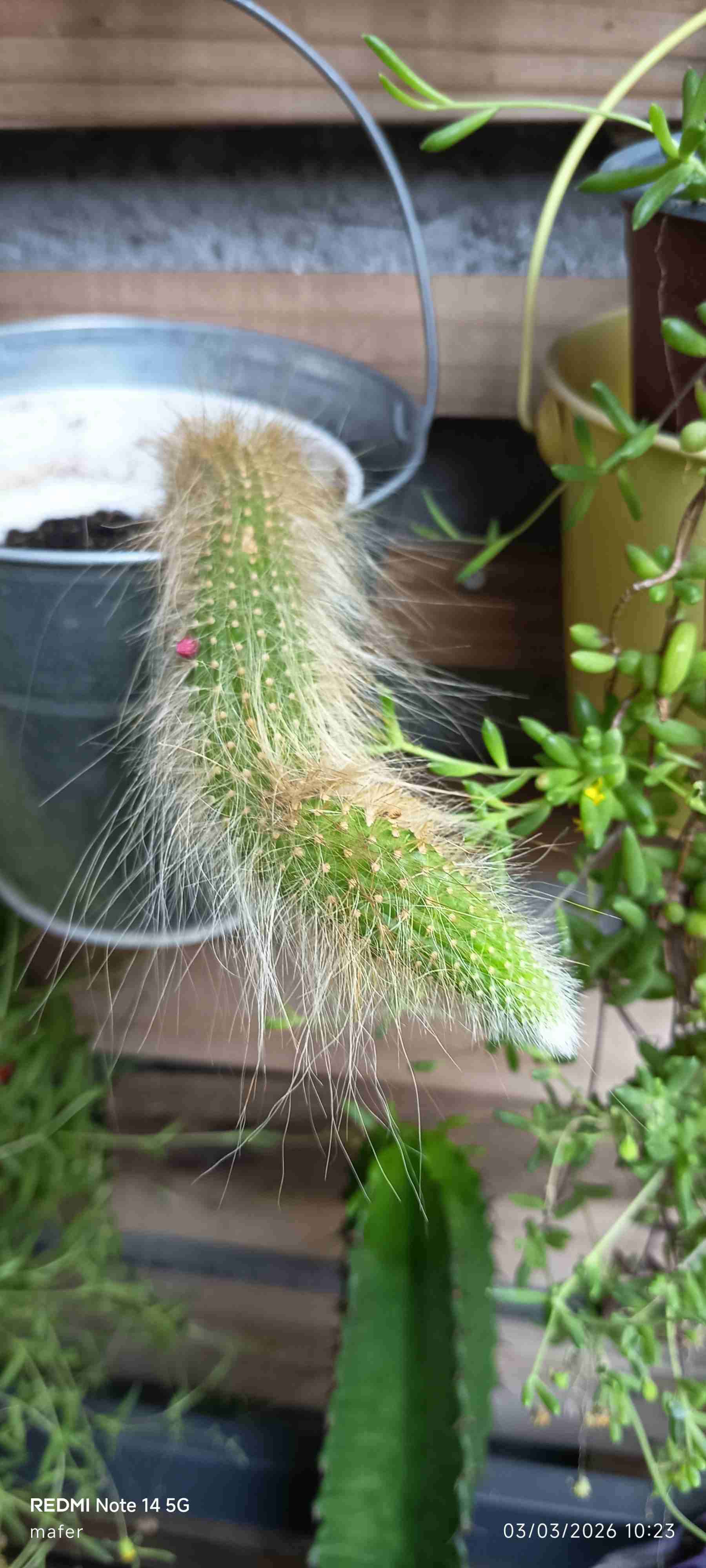 Planta suculenta en macevariedad de plantata negra - miniatura 2