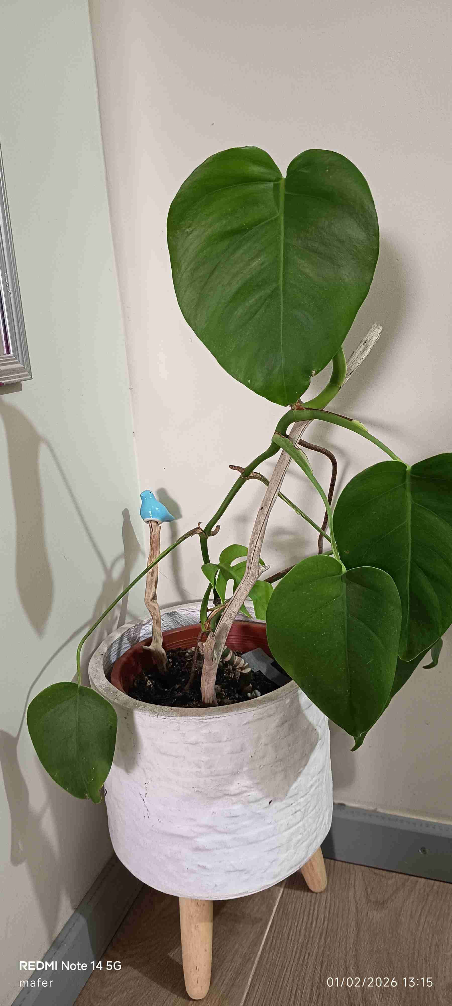 Planta suculenta en macevariedad de plantata negra - miniatura 3