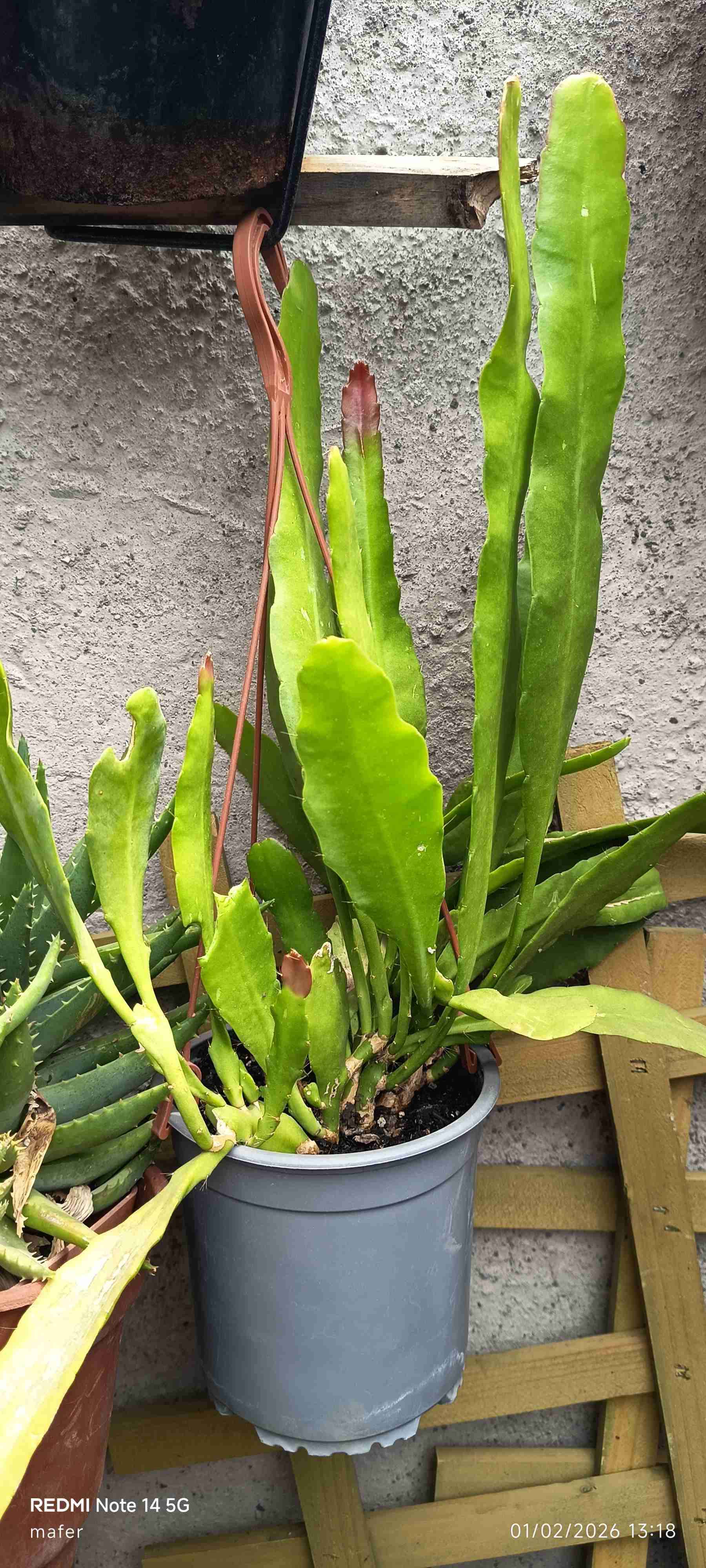 Planta suculenta en macevariedad de plantata negra - miniatura 4