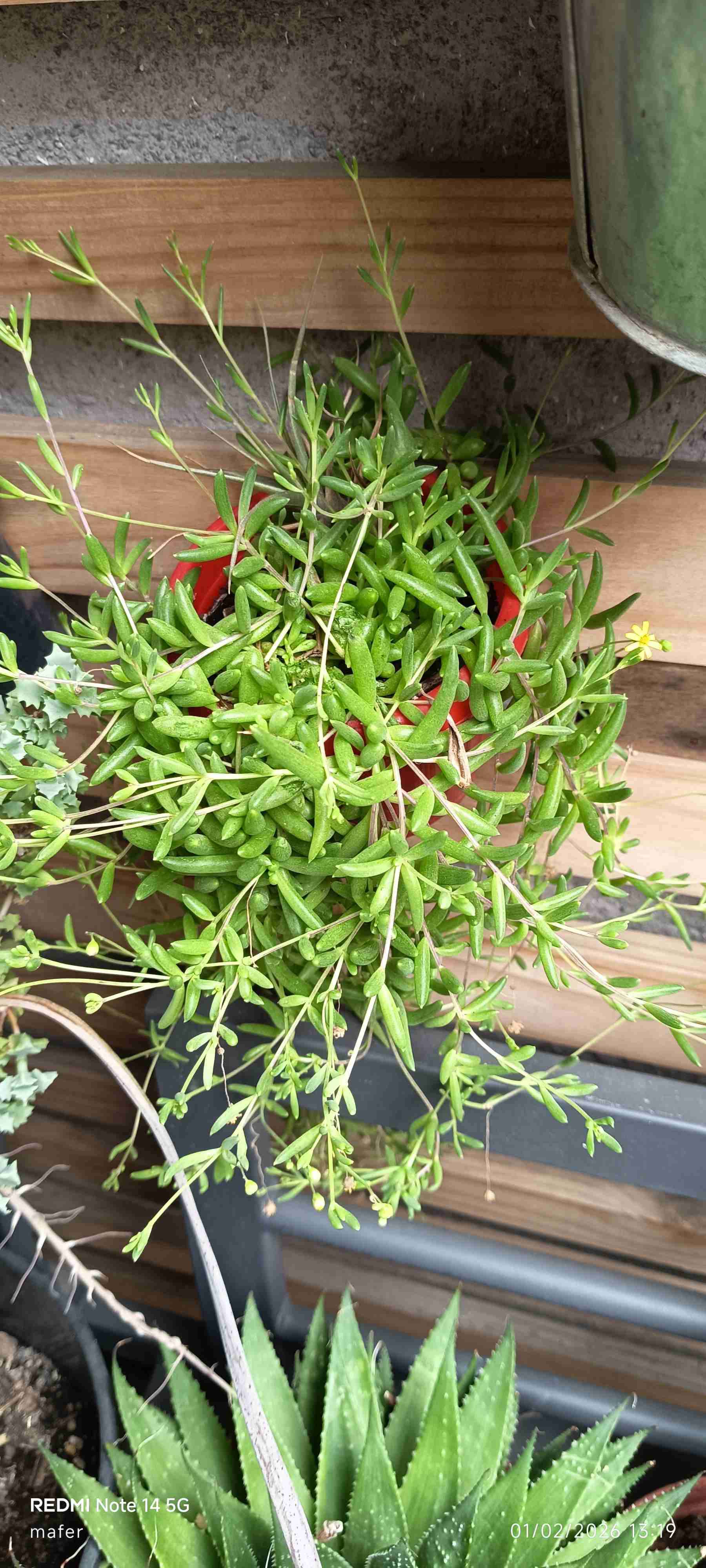 Planta suculenta en macevariedad de plantata negra - miniatura 5