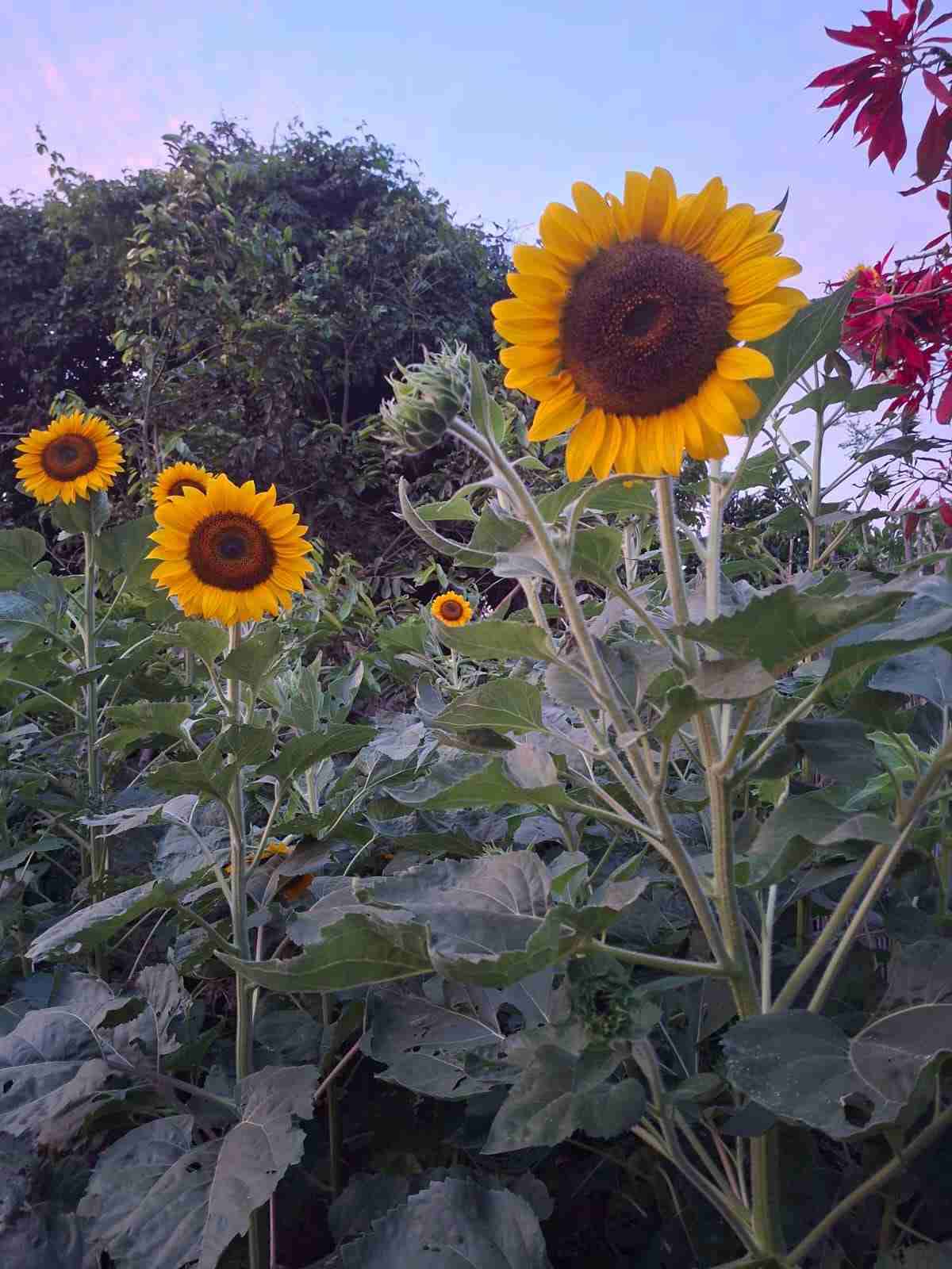 Semilla de girasol y plantas de aloe vera - miniatura 2