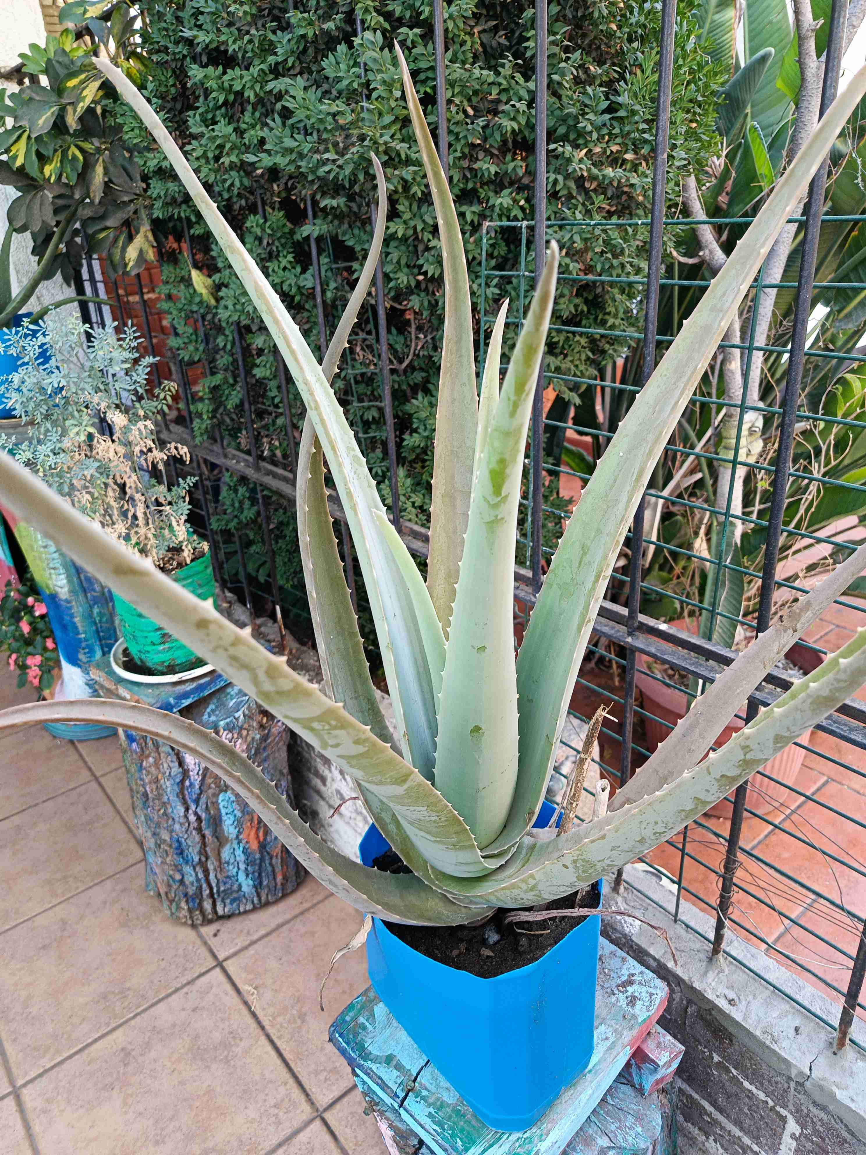 Semilla de girasol y plantas de aloe vera - miniatura 5