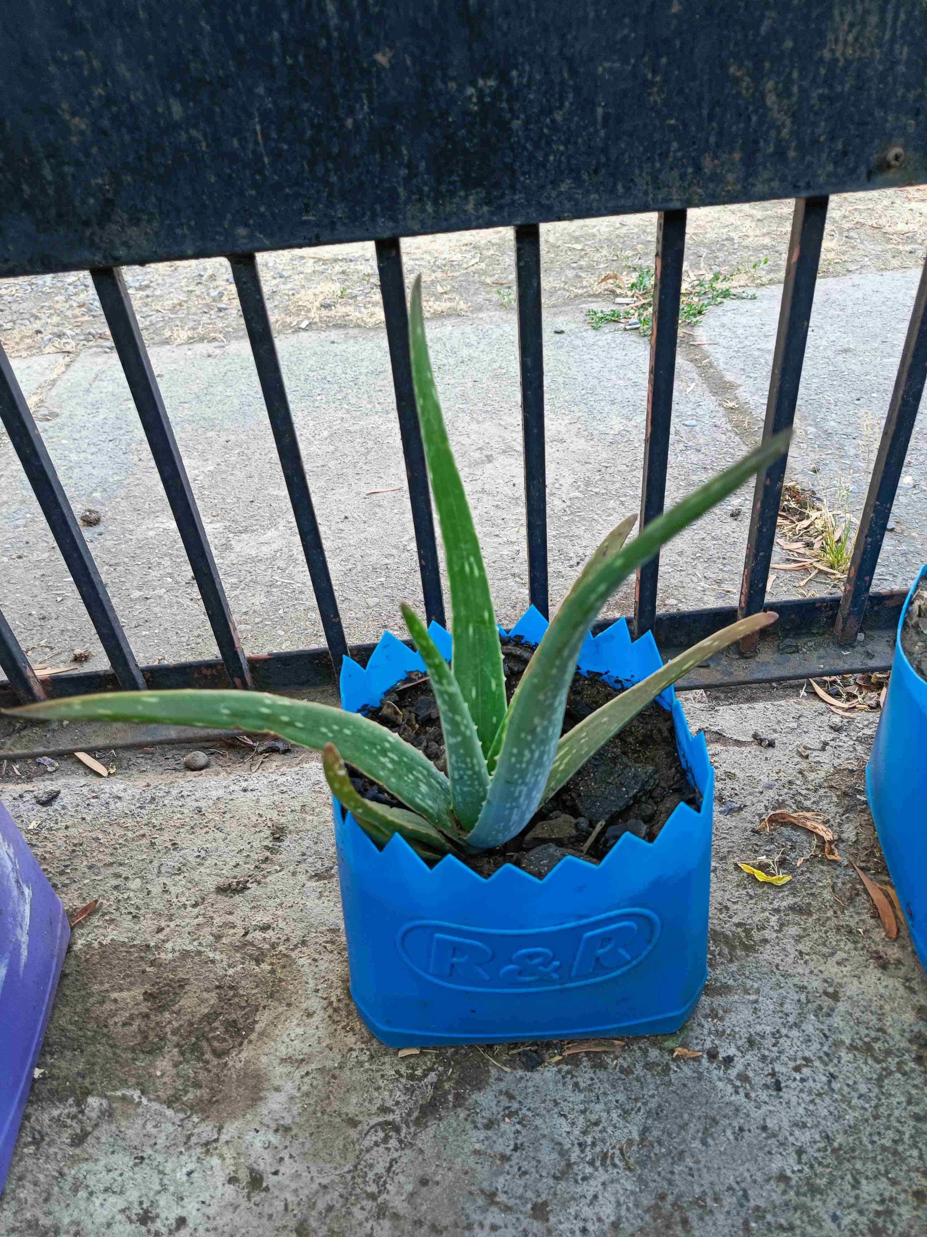 Semilla de girasol y plantas de aloe vera - miniatura 6
