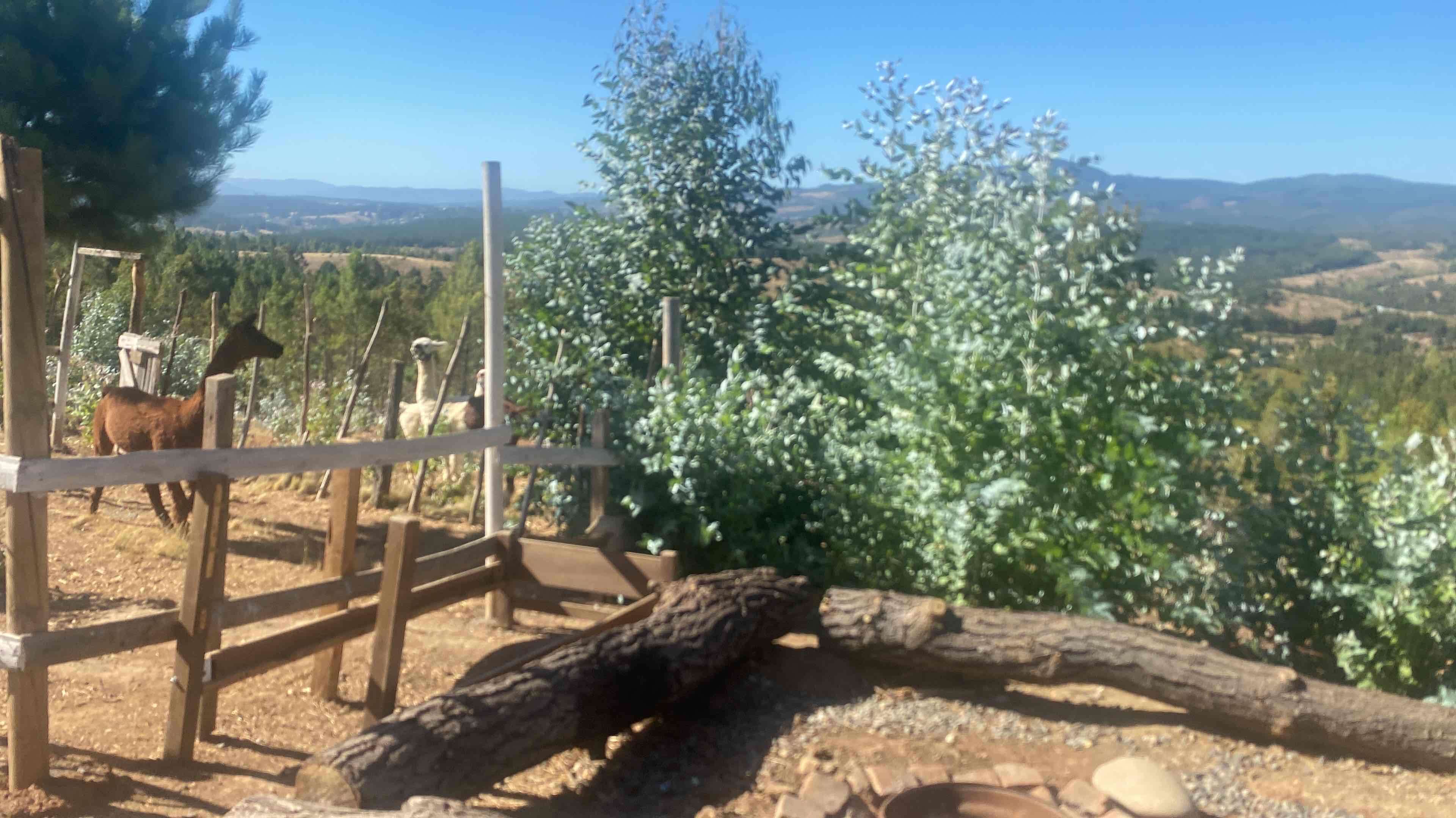 Se vende/arrienda parcela en Quirihue - miniatura 2