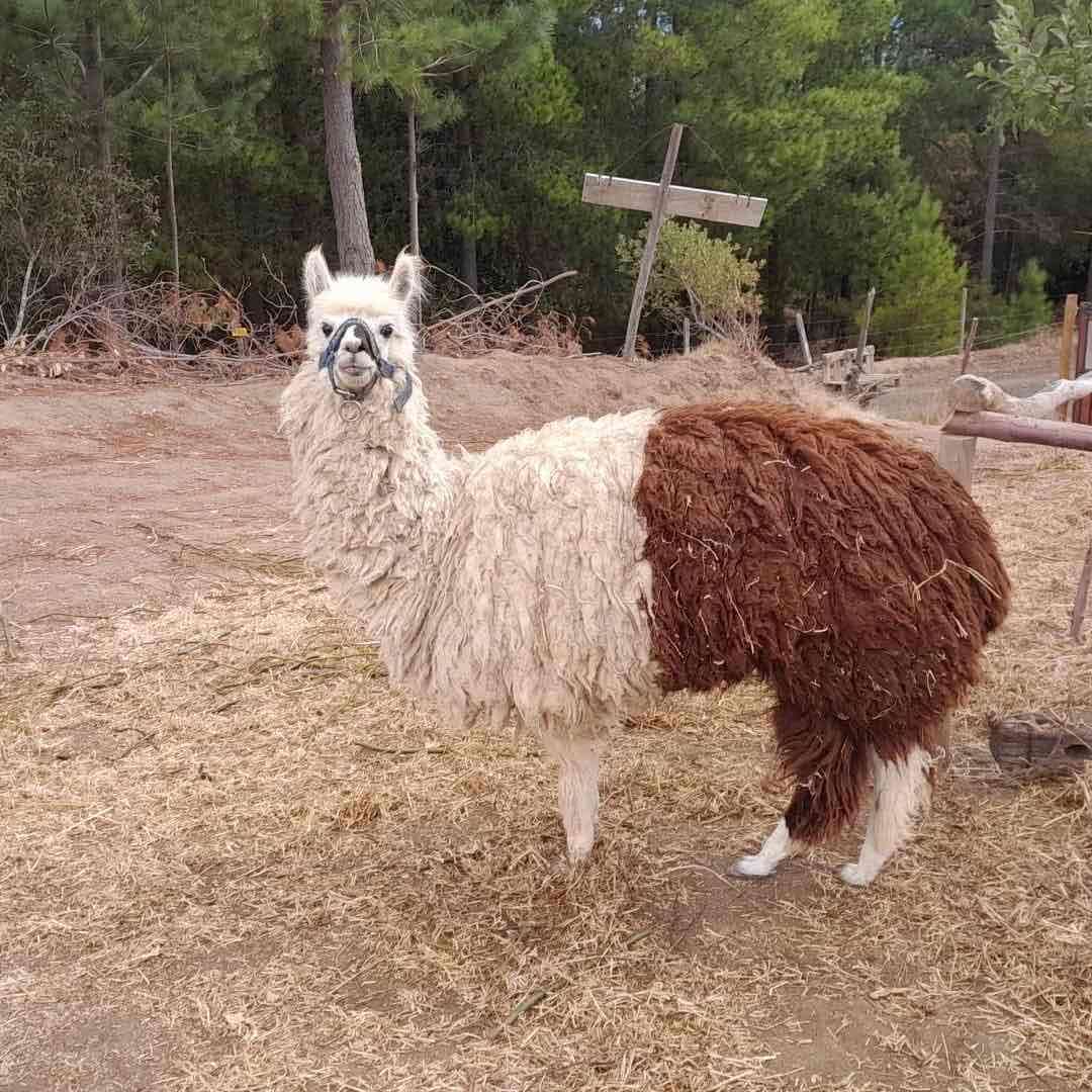 Marcona de alpacas - miniatura 2