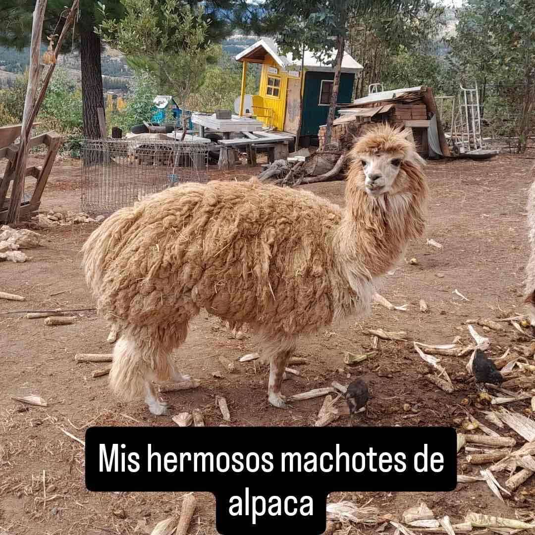 Marcona de alpacas - miniatura 3