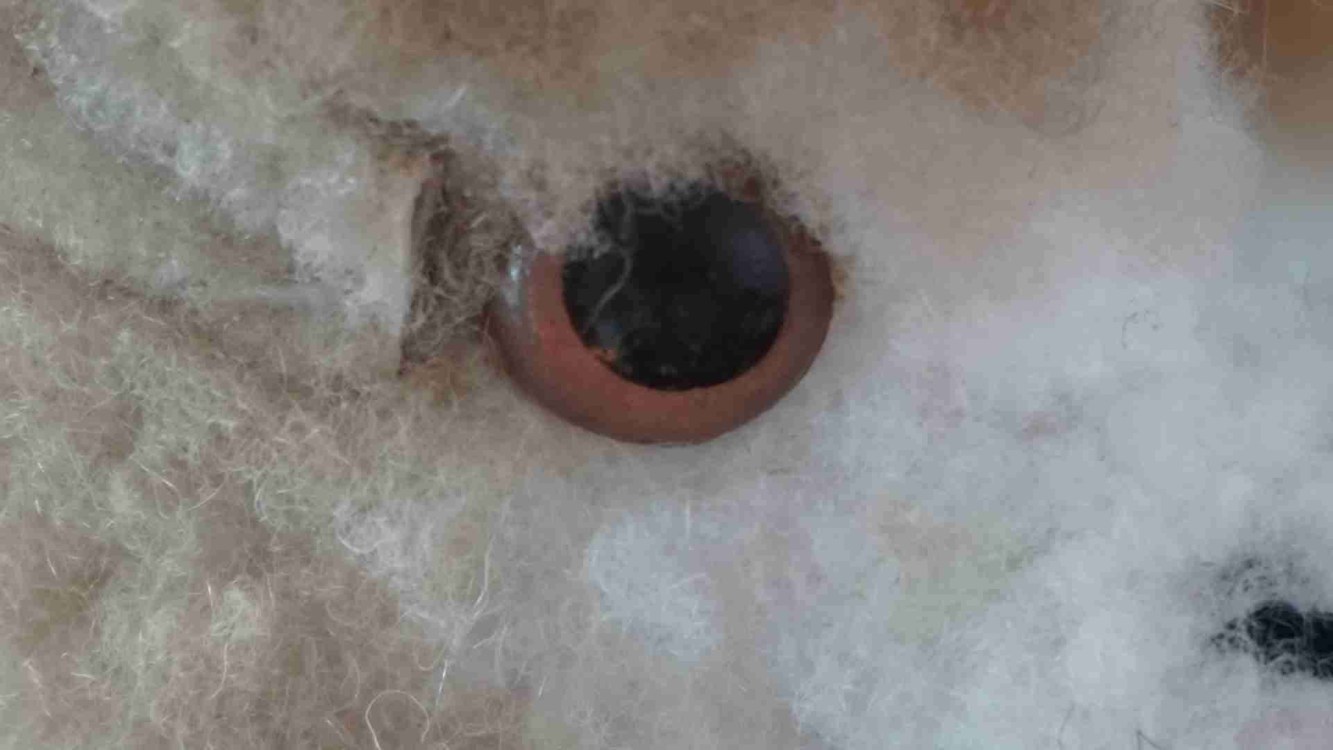 Cámara Sony Alpha A6000 - miniatura 4