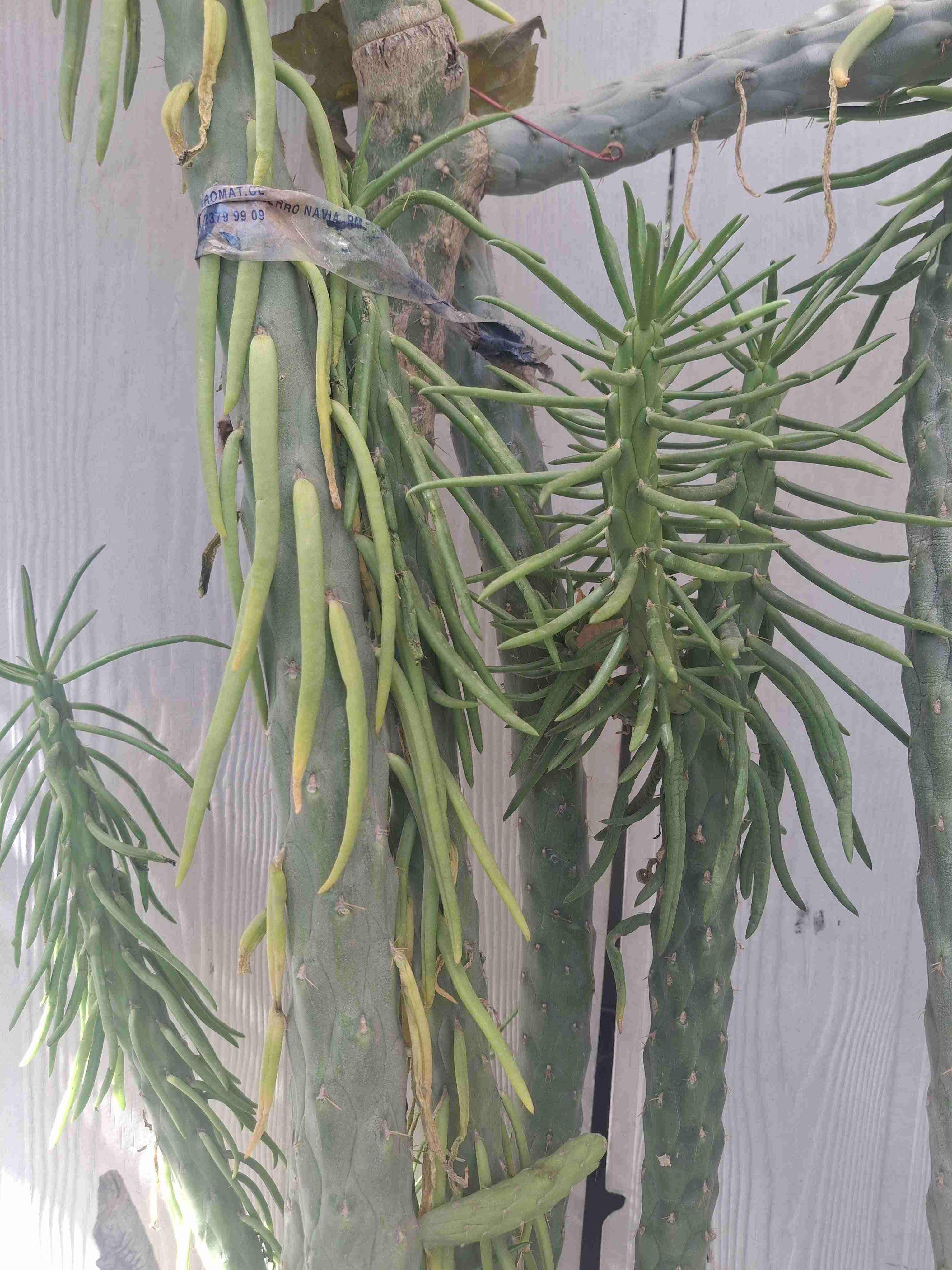 Cactus en maceta - miniatura 2