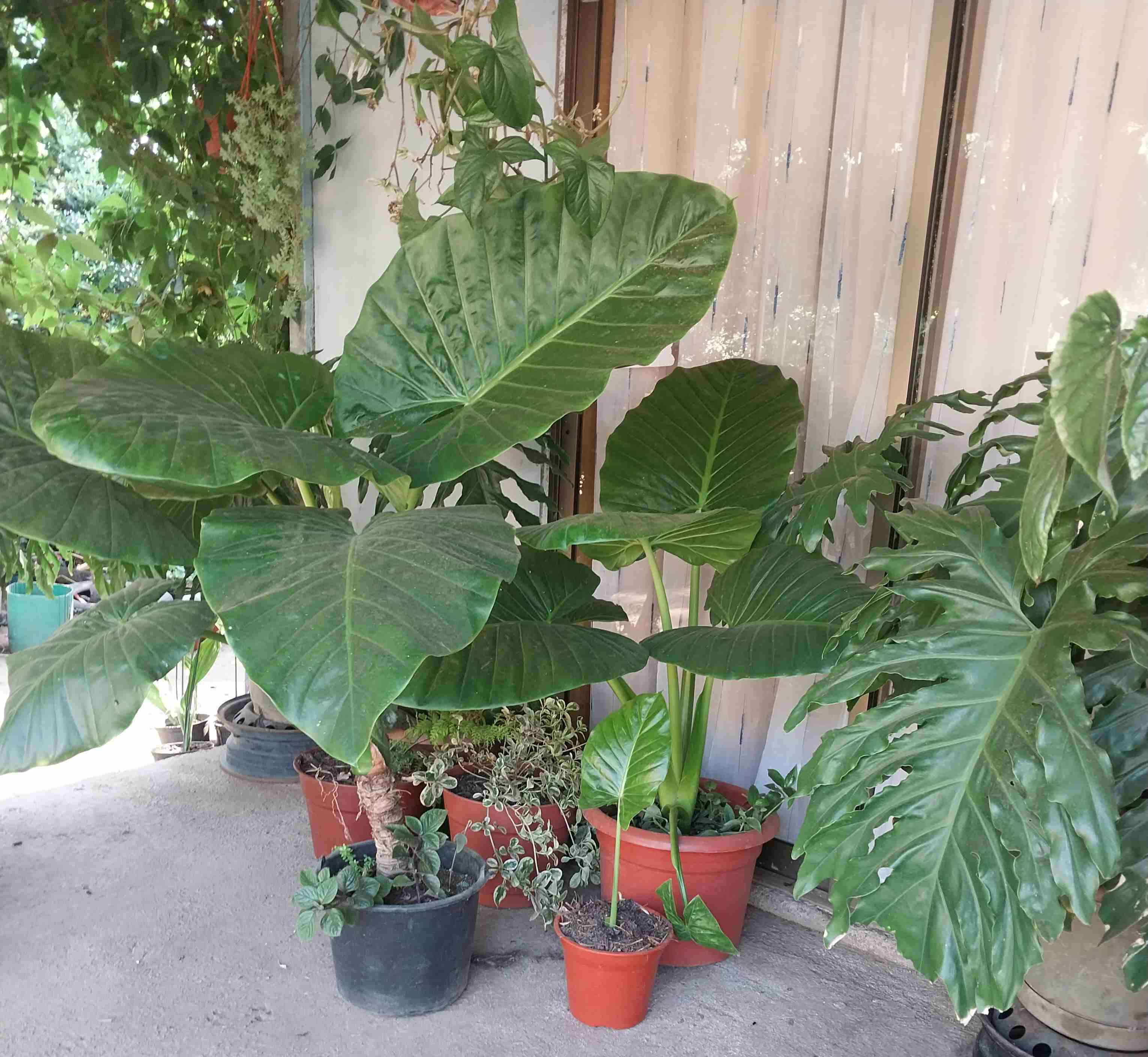 Plantas de interior variadas en macetas - miniatura 2