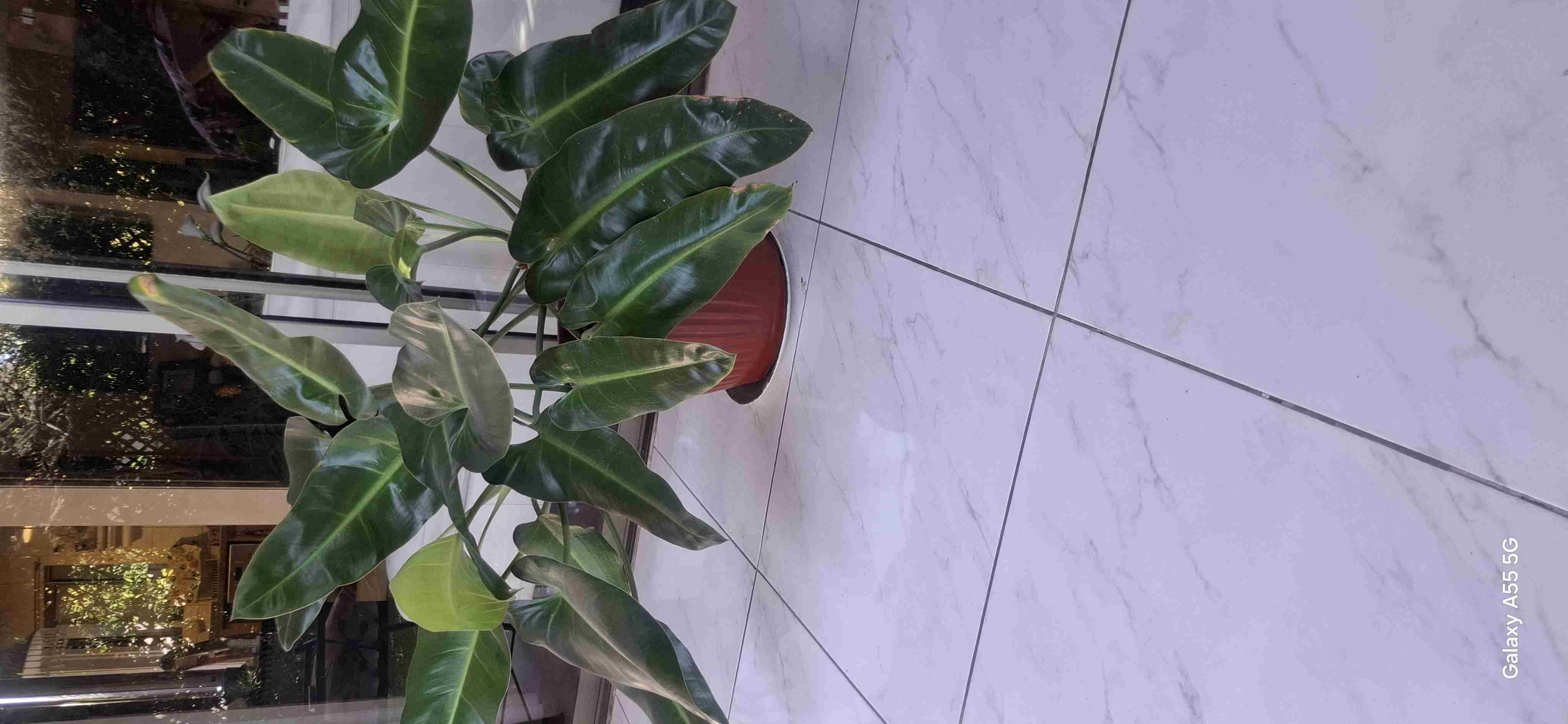 Planta decorativa en maceta grande