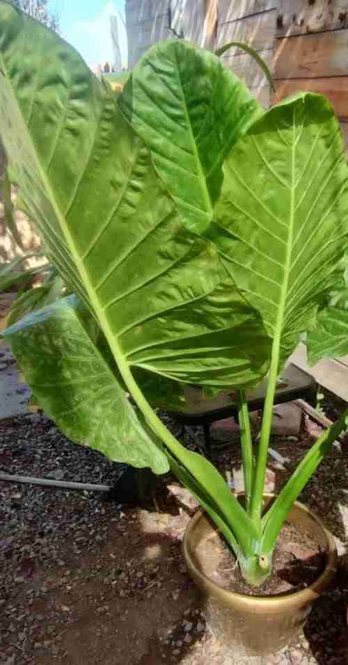 Manto de Eva - miniatura 2