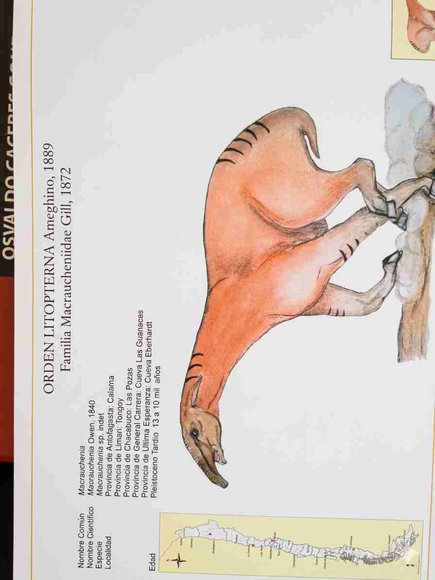 Libro Mamíferos Fósiles de Chile - miniatura 2