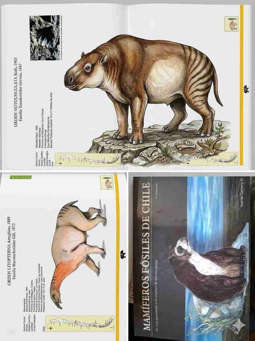 Libro Mamíferos Fósiles de Chile - miniatura 3