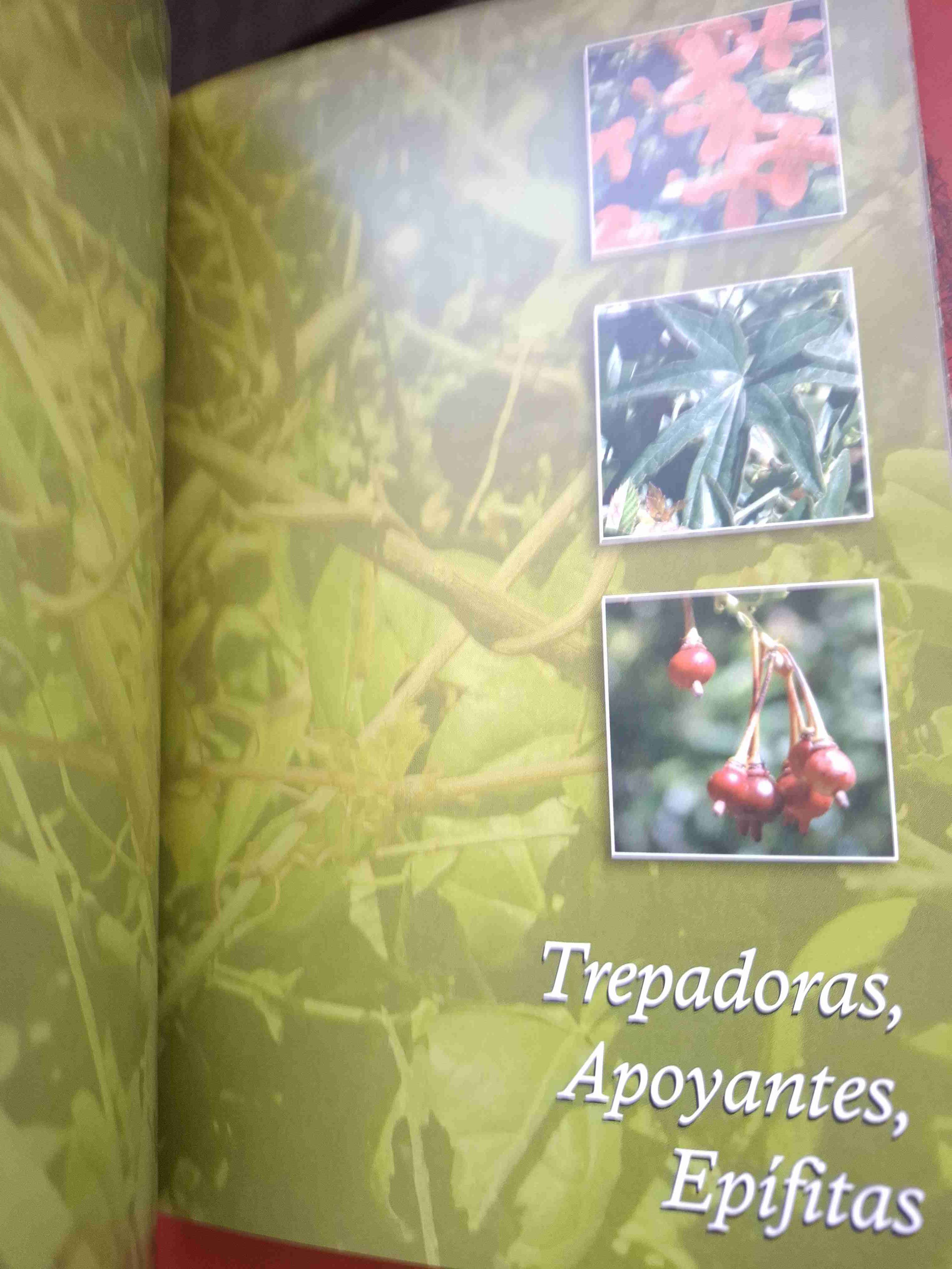 Plantas trepadoras, epífitas y parásitas nativas - miniatura 3