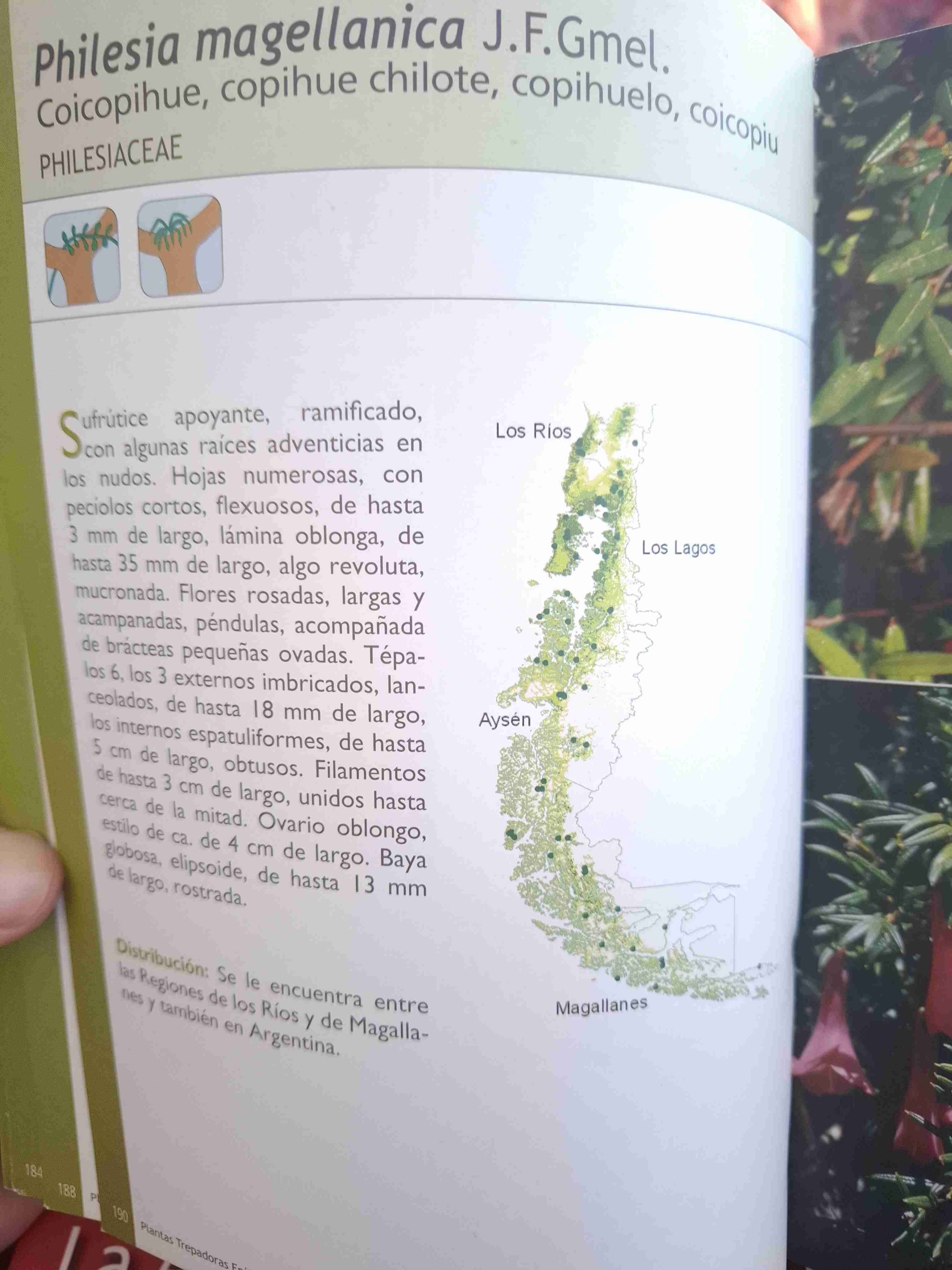 Plantas trepadoras, epífitas y parásitas nativas - miniatura 4