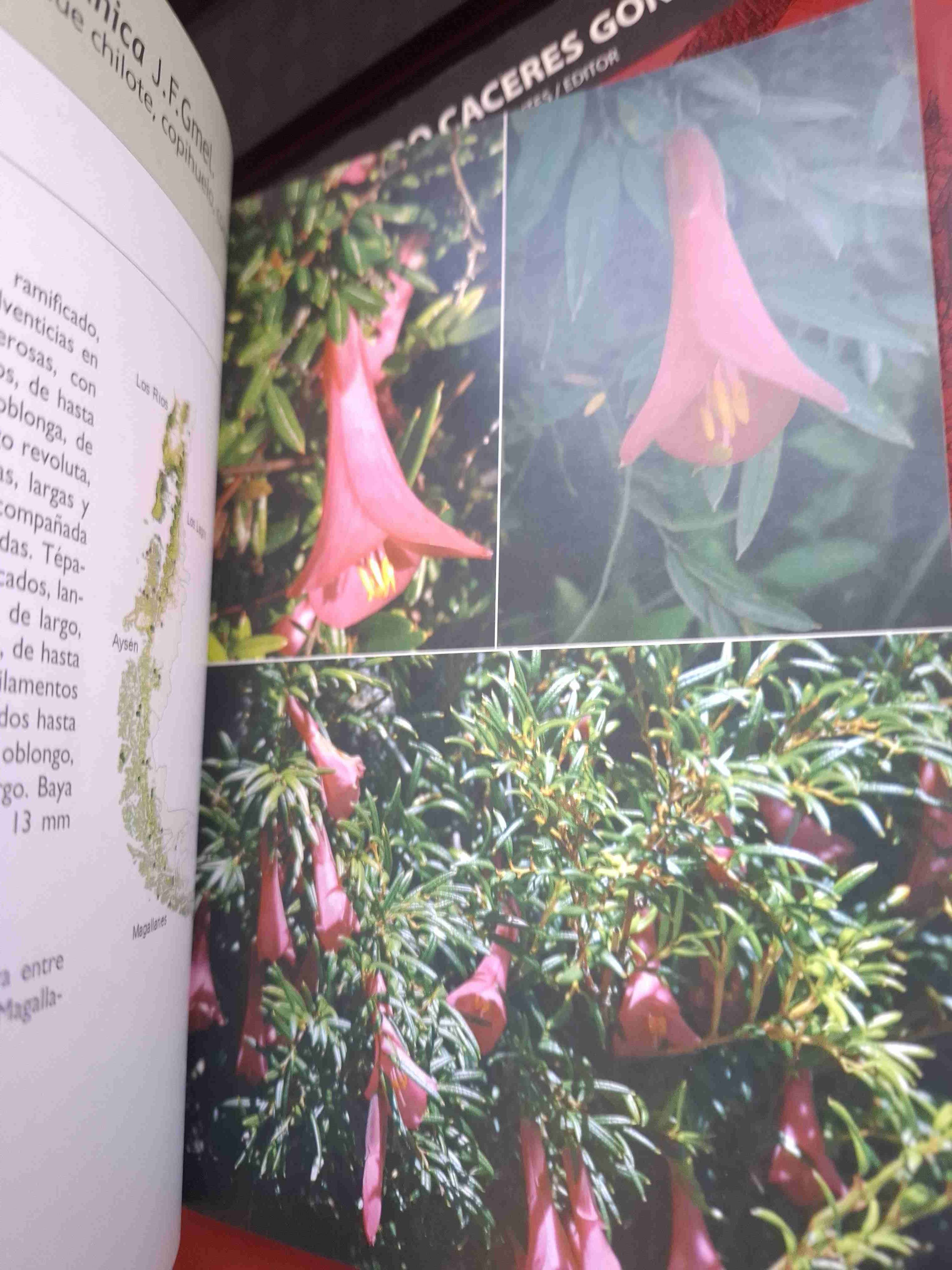 Plantas trepadoras, epífitas y parásitas nativas - miniatura 5