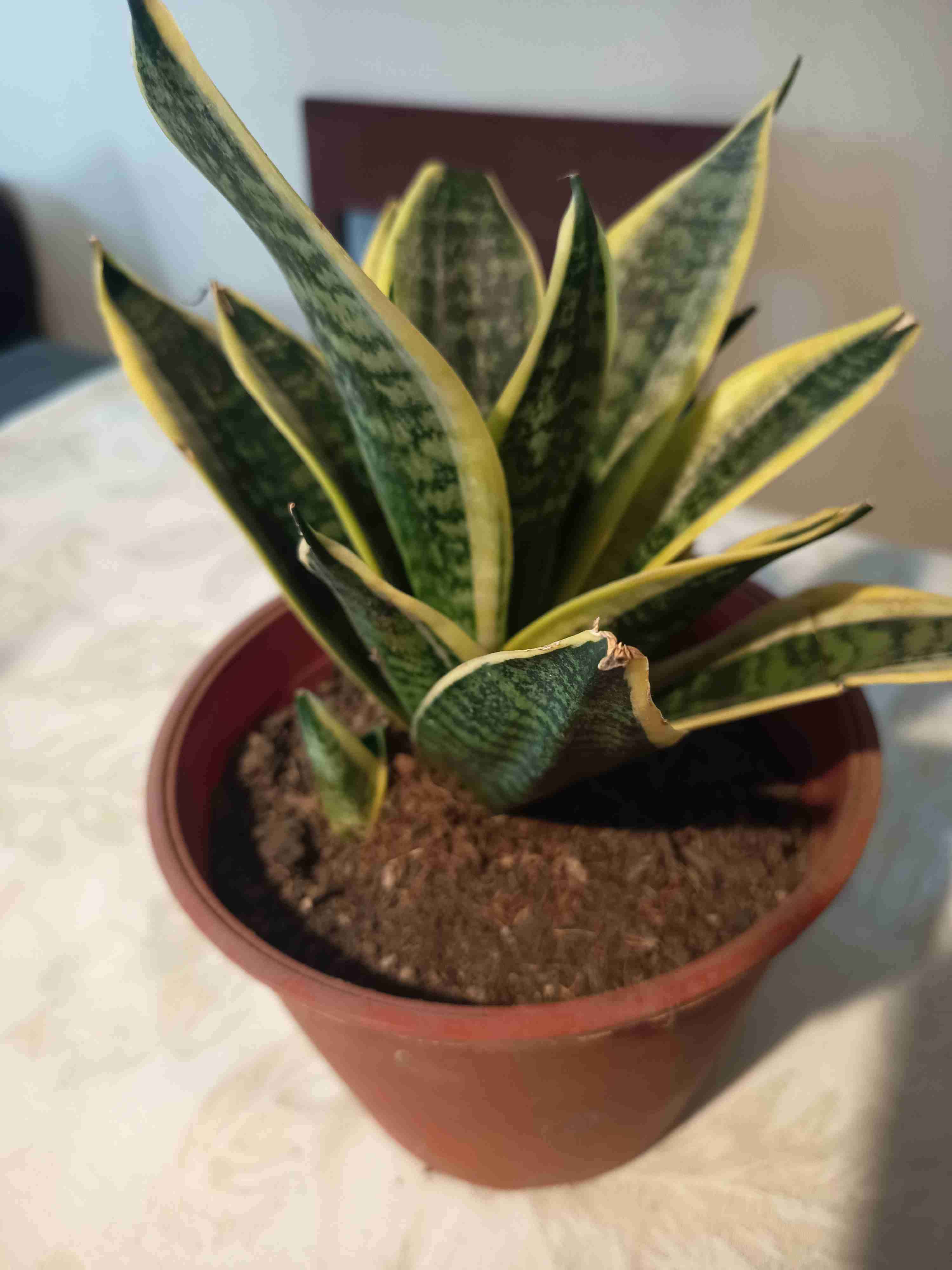 Planta Sansevieria en maceta - miniatura 2