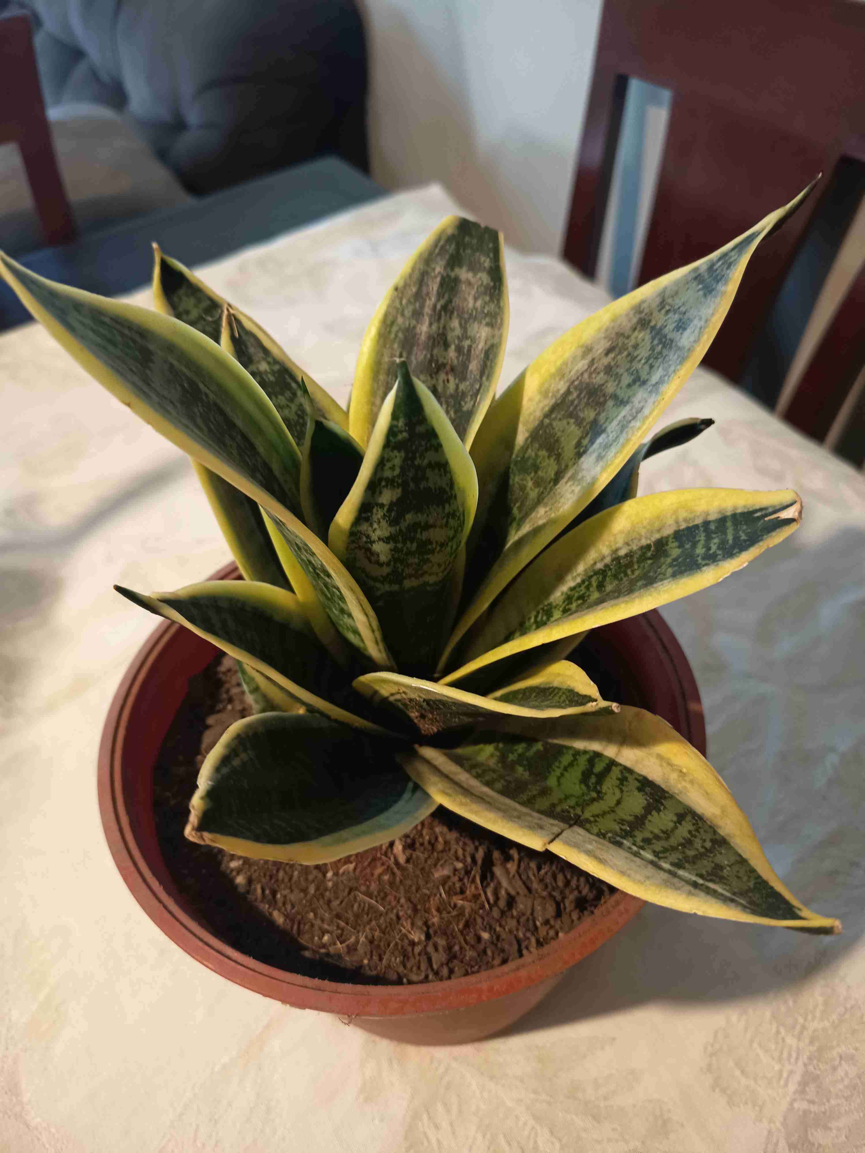 Planta Sansevieria en maceta - miniatura 3