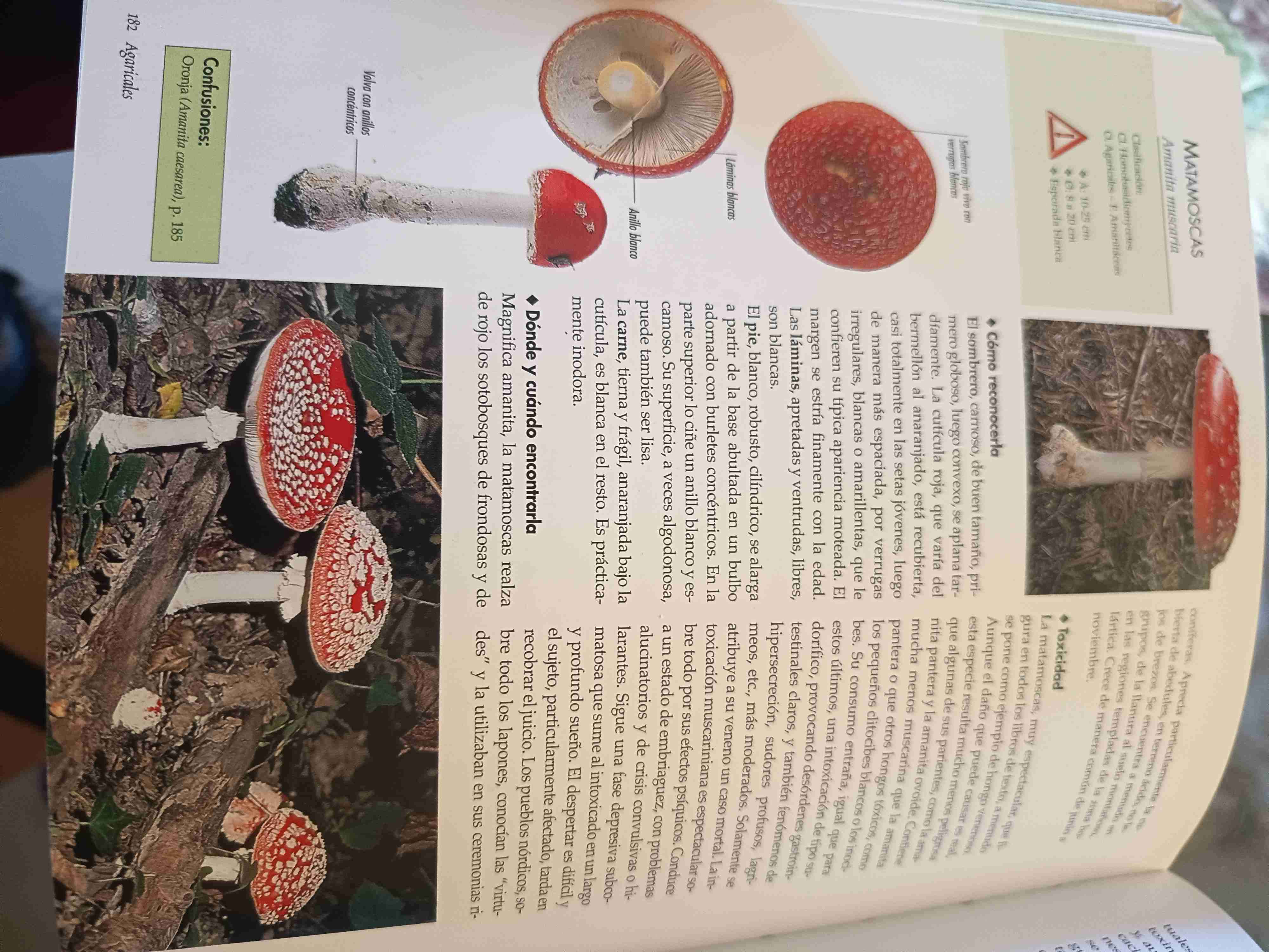 Libro Las Setas con fotos - miniatura 3