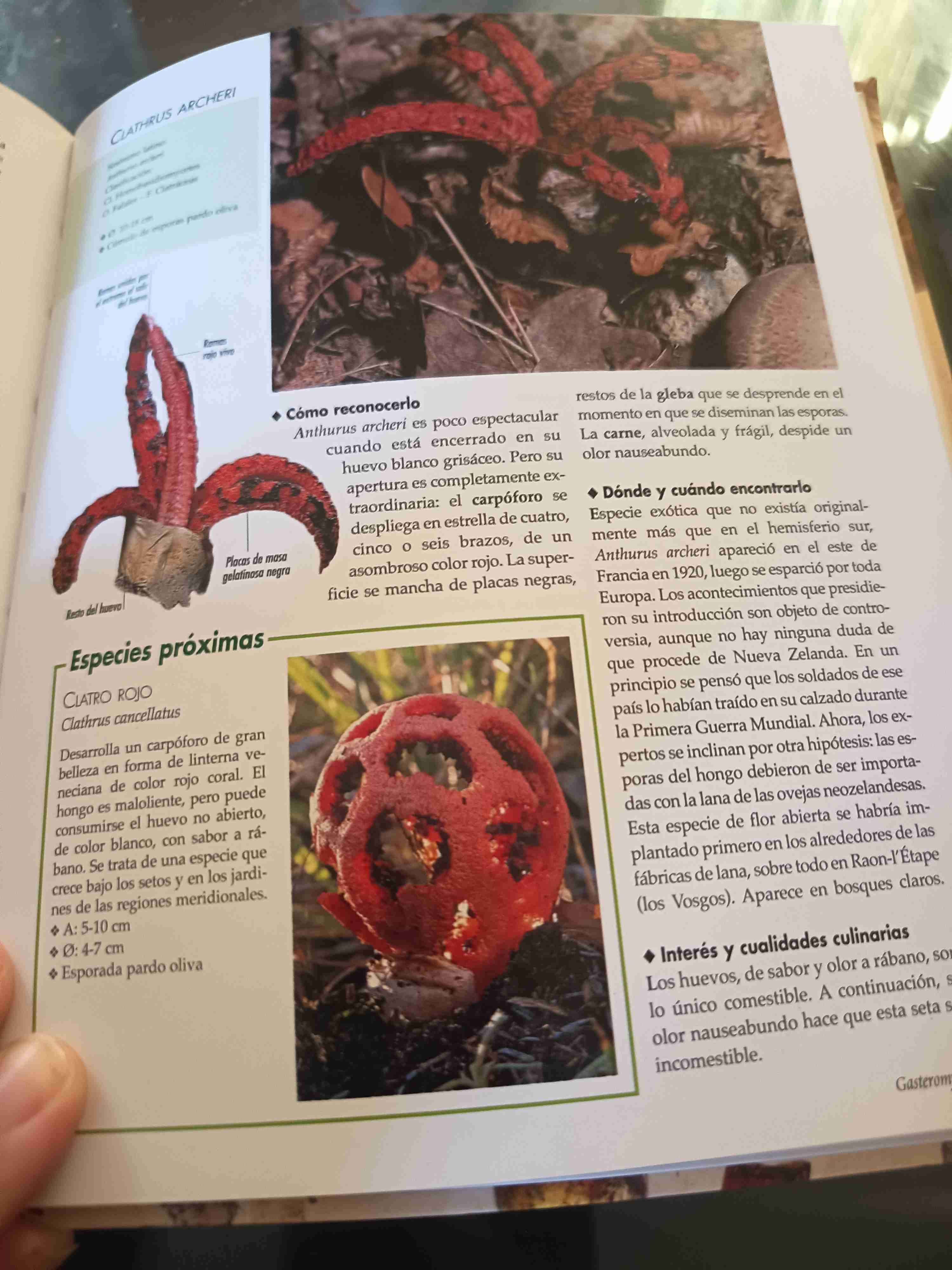 Libro Las Setas con fotos - miniatura 4