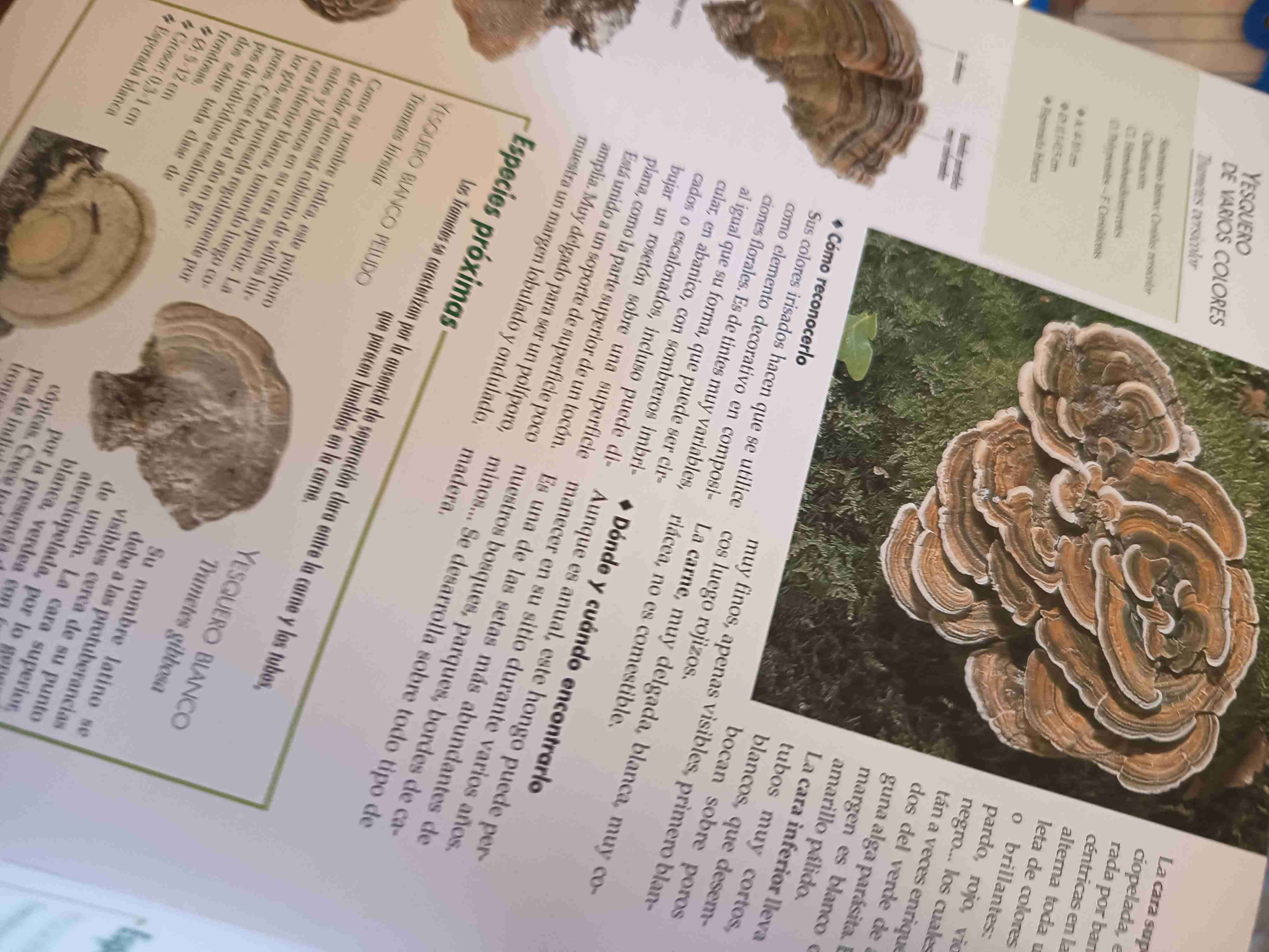 Libro Las Setas con fotos - miniatura 5