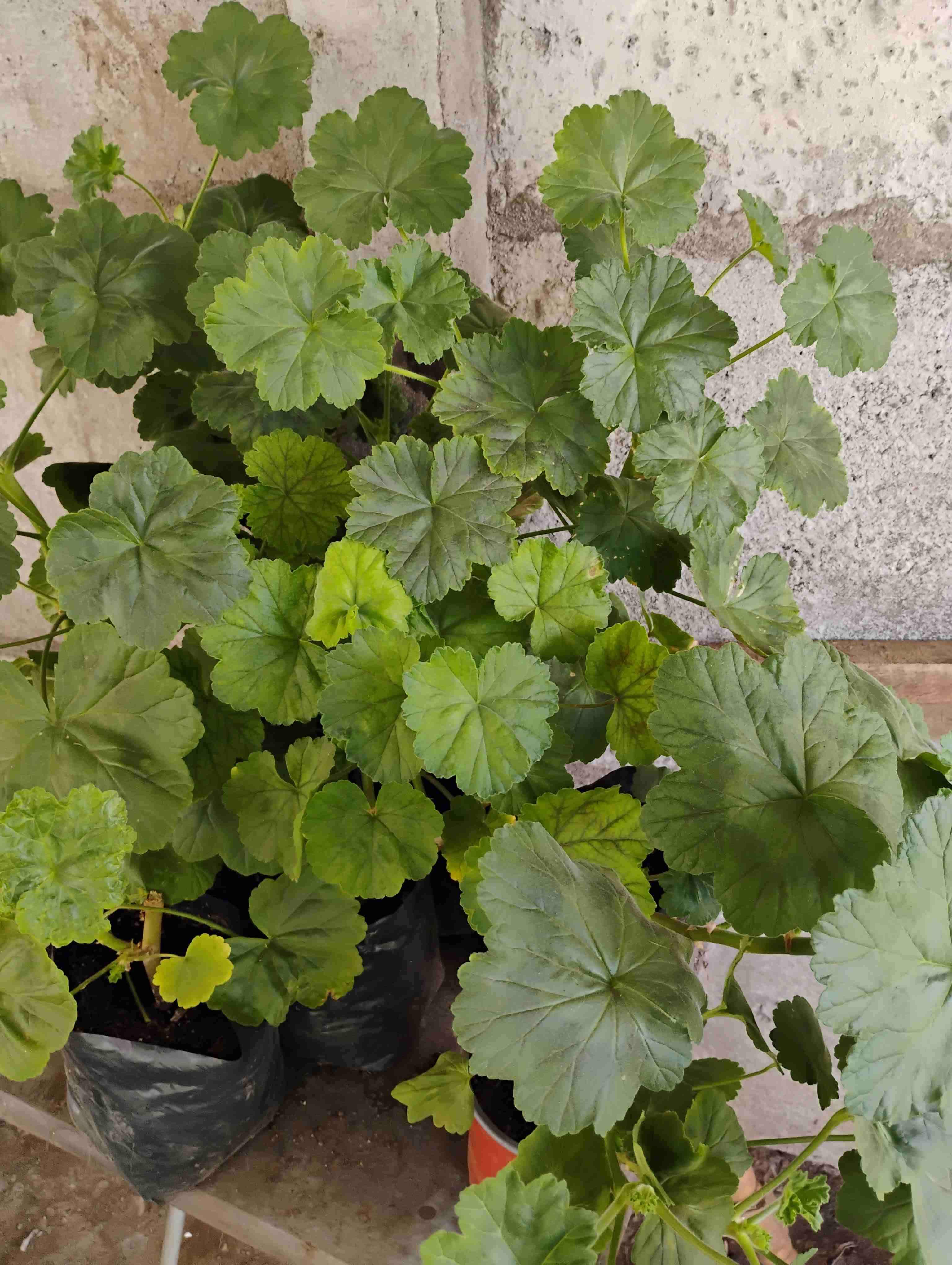 Planta de geranios rosa - miniatura 2