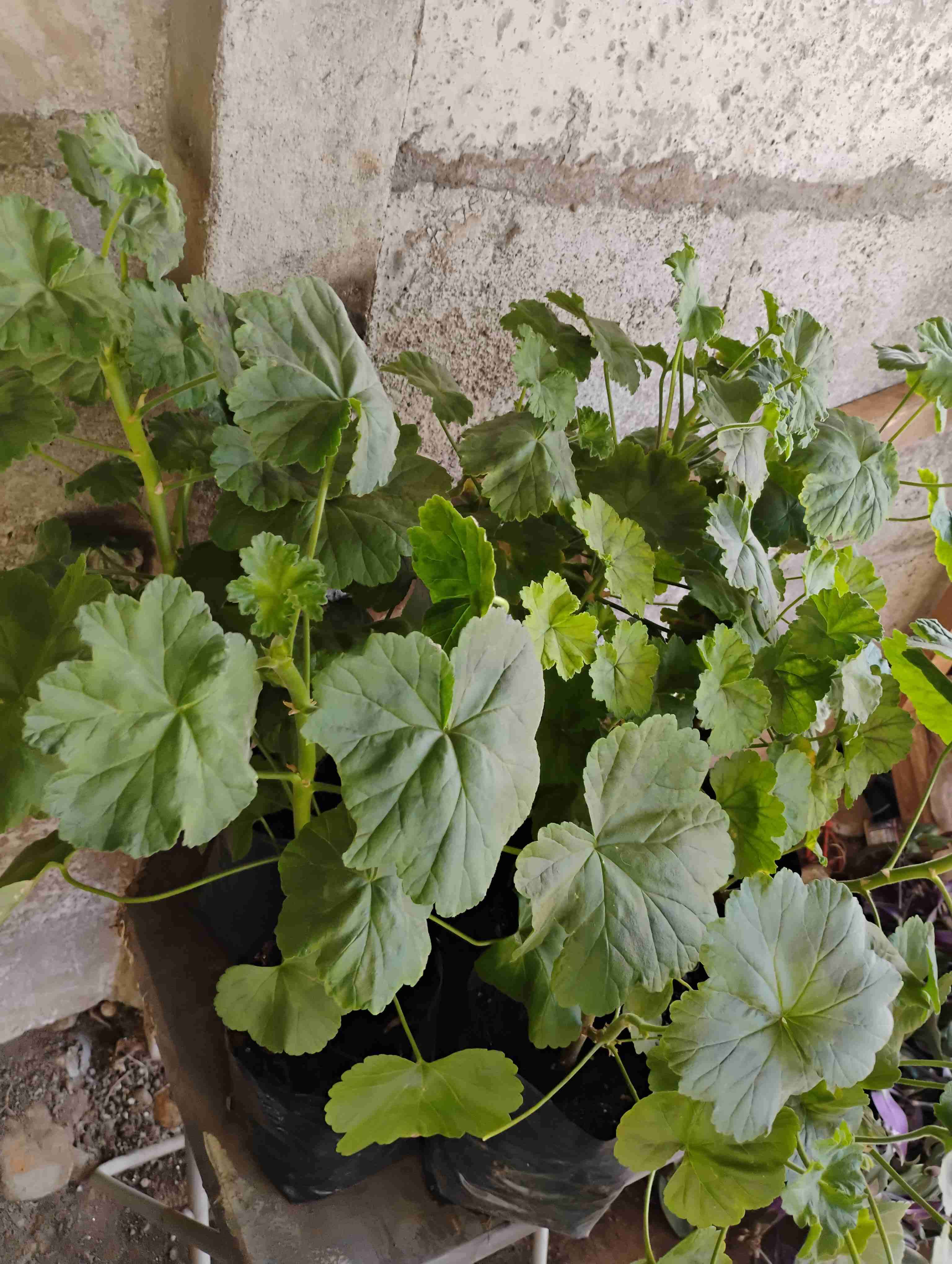 Planta de geranios rosa - miniatura 3