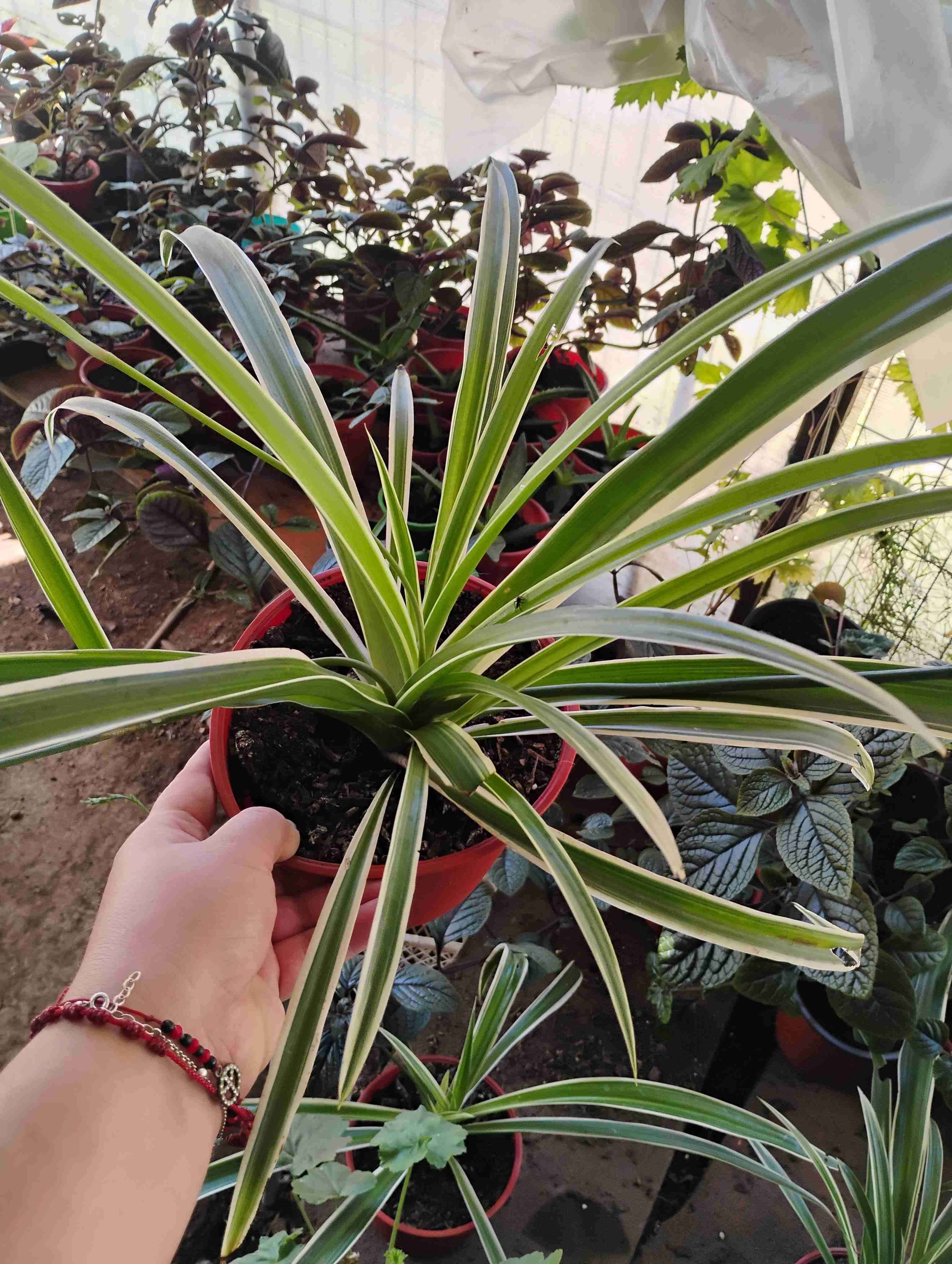 Planta cinta o mala madre