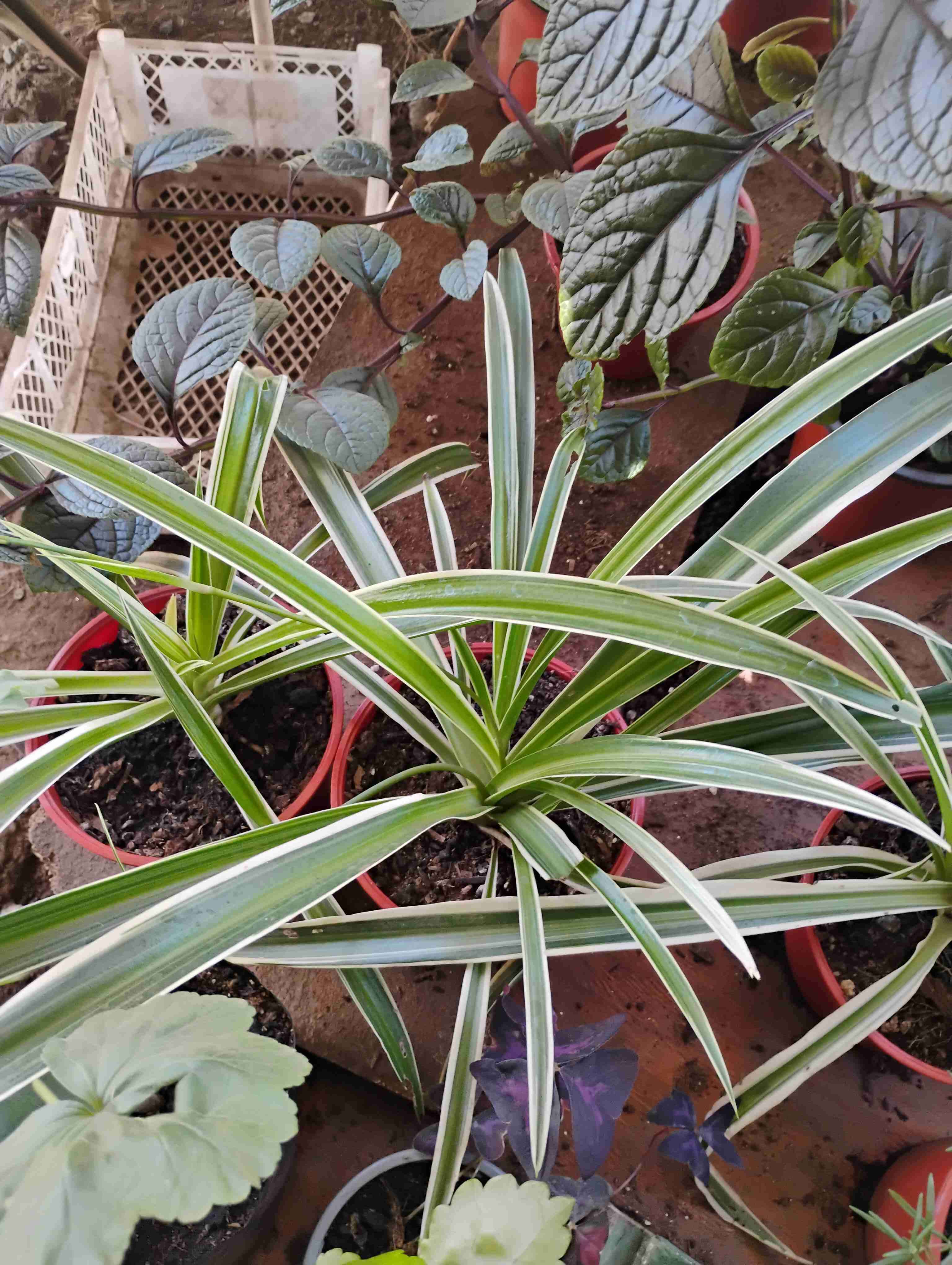 Planta cinta o mala madre - miniatura 2