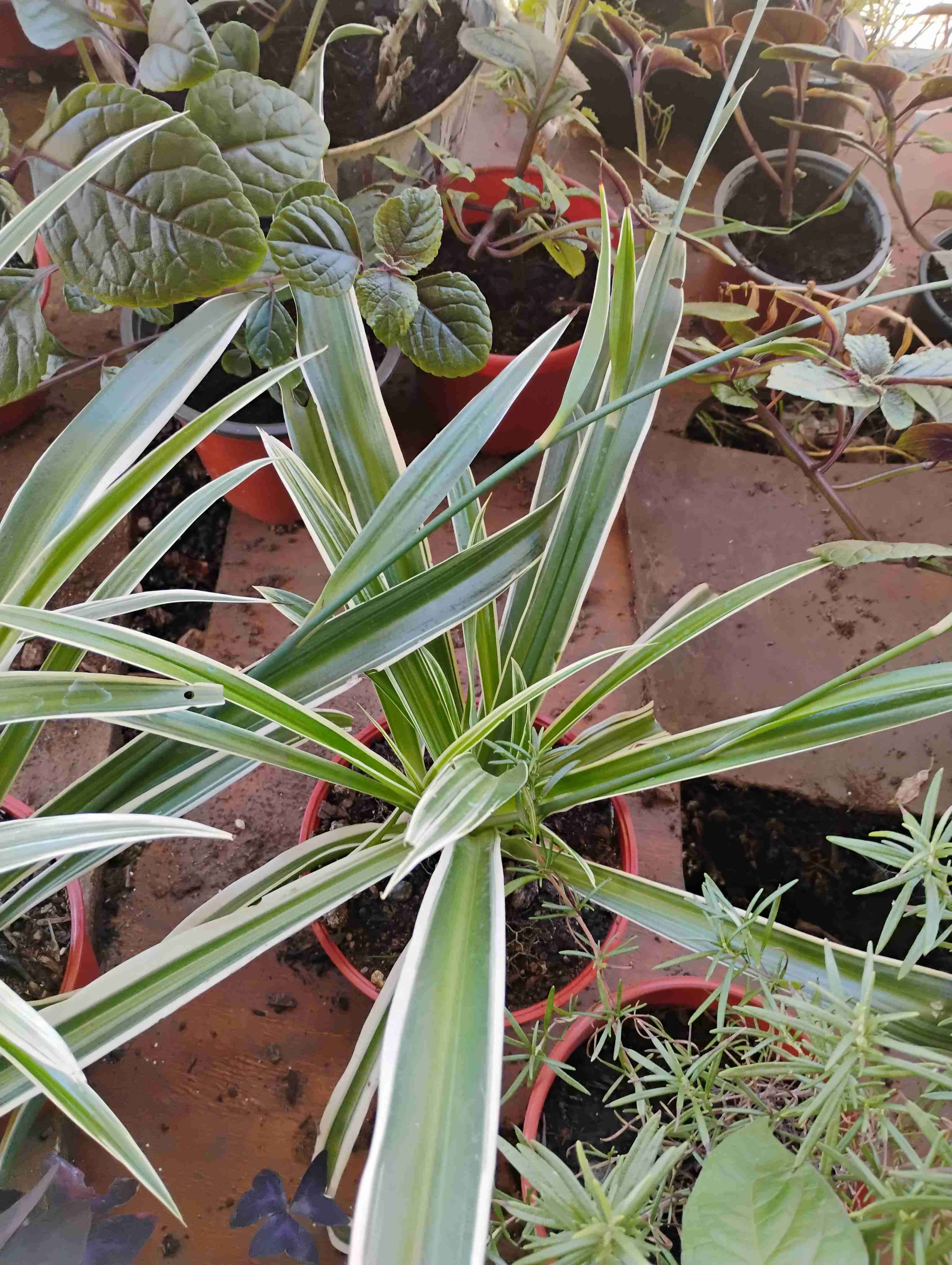 Planta cinta o mala madre - miniatura 3