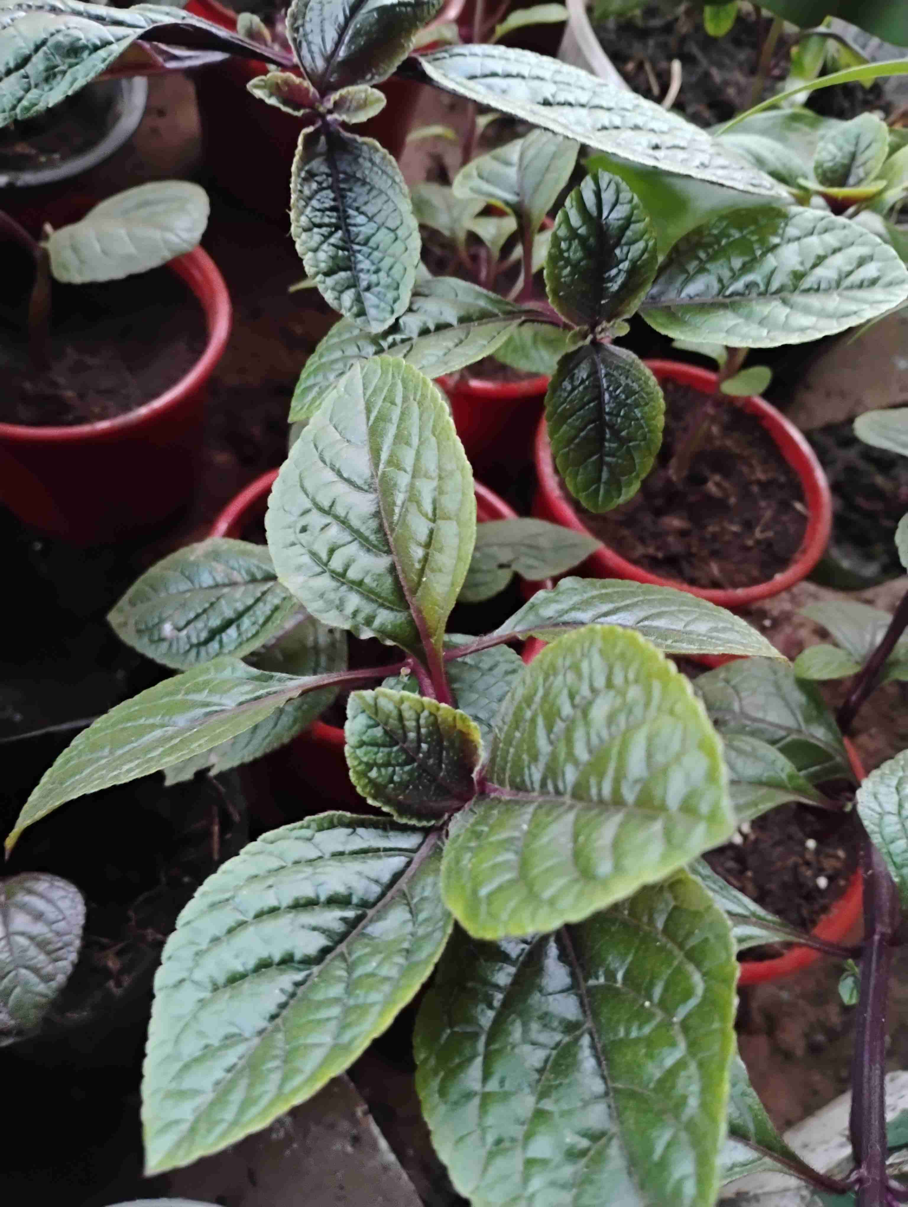 Planta dólar morado