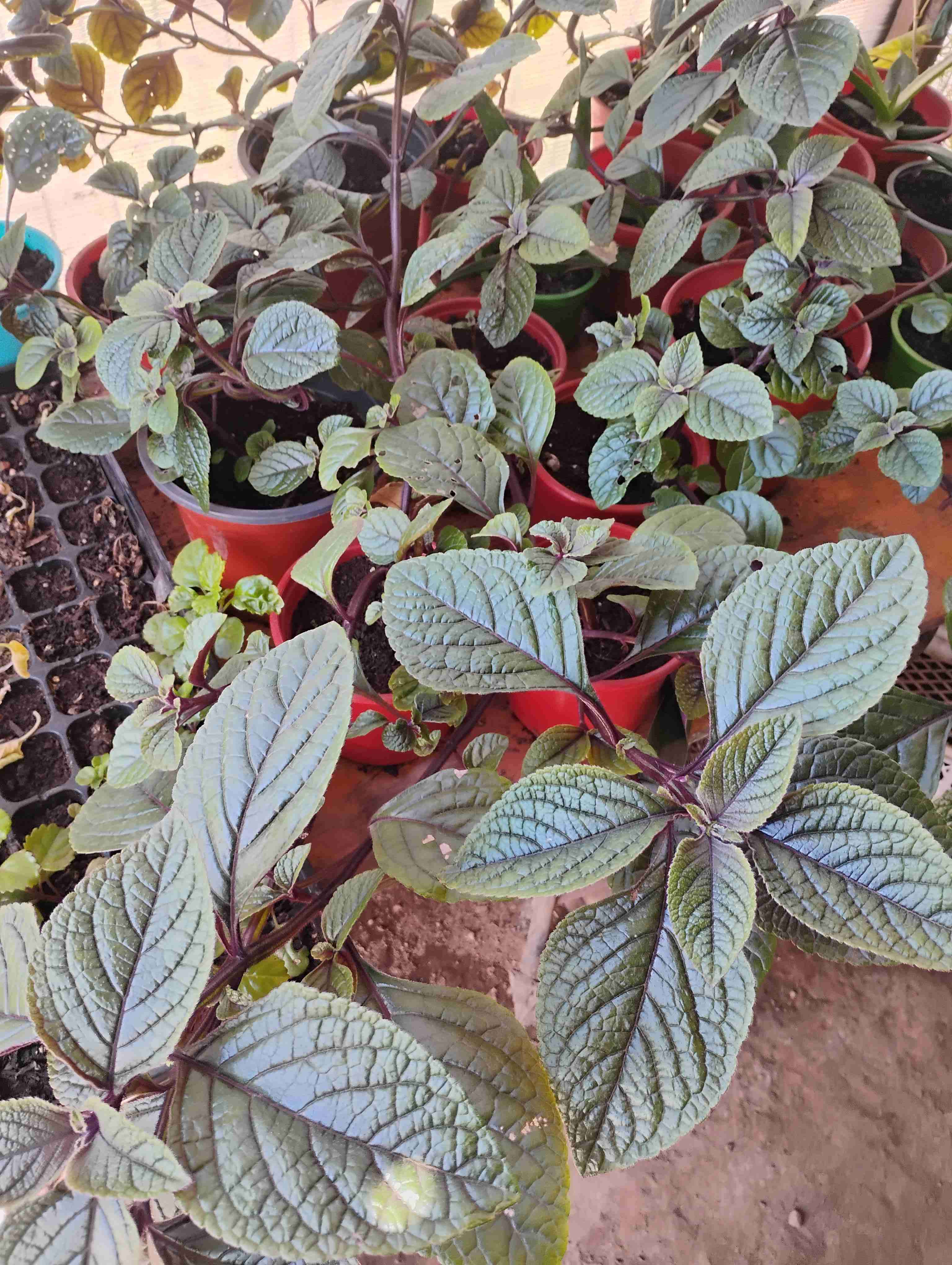 Planta dólar morado - miniatura 2