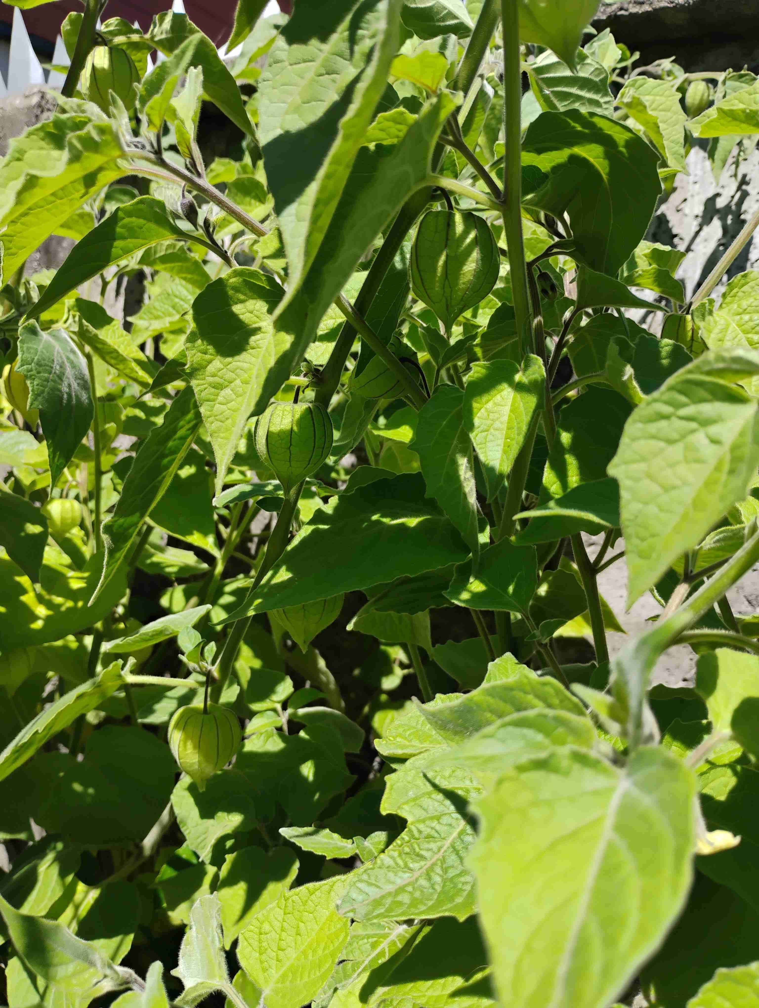 Planta Golden berry - miniatura 2